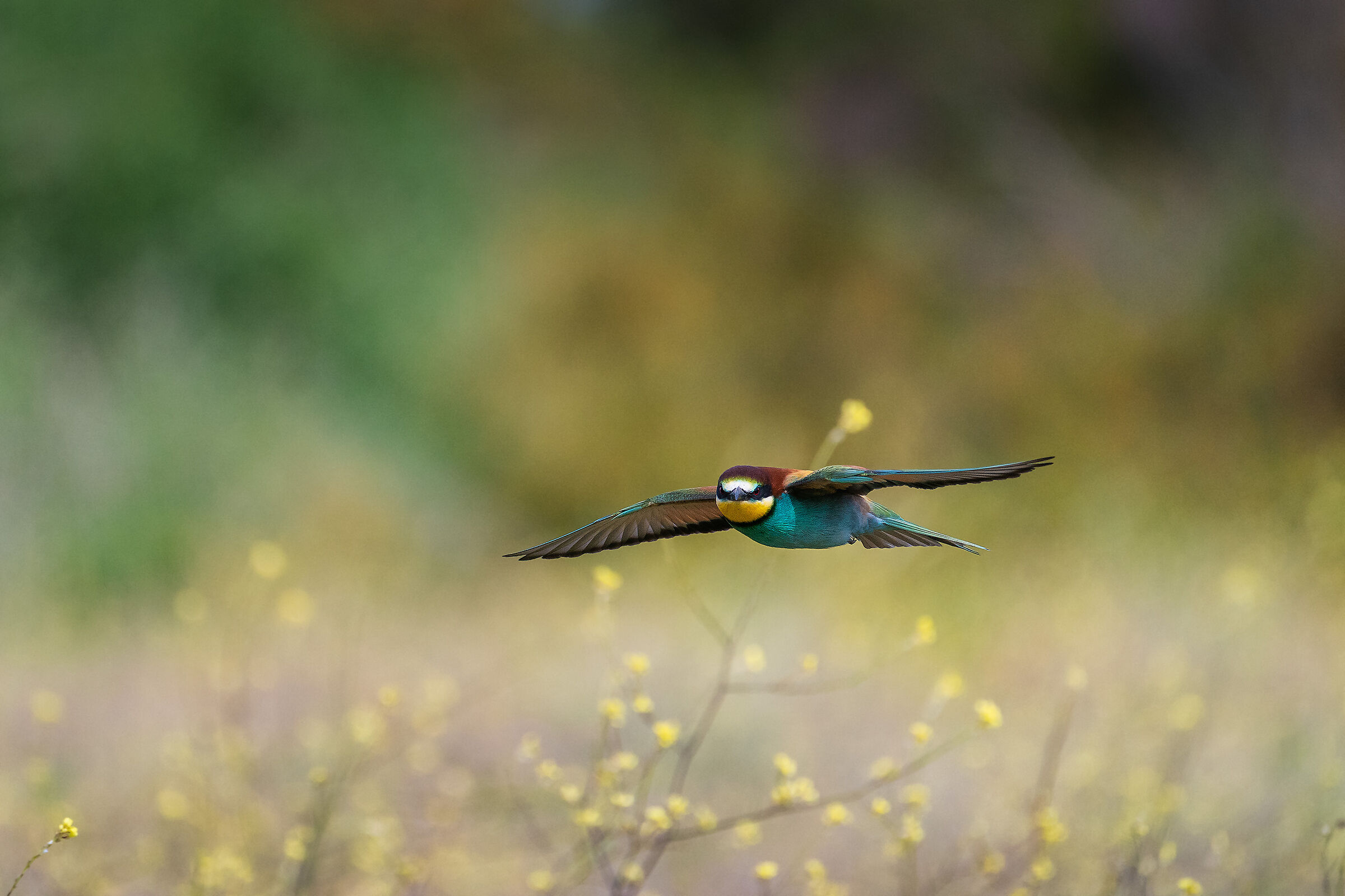 Merops apiaster