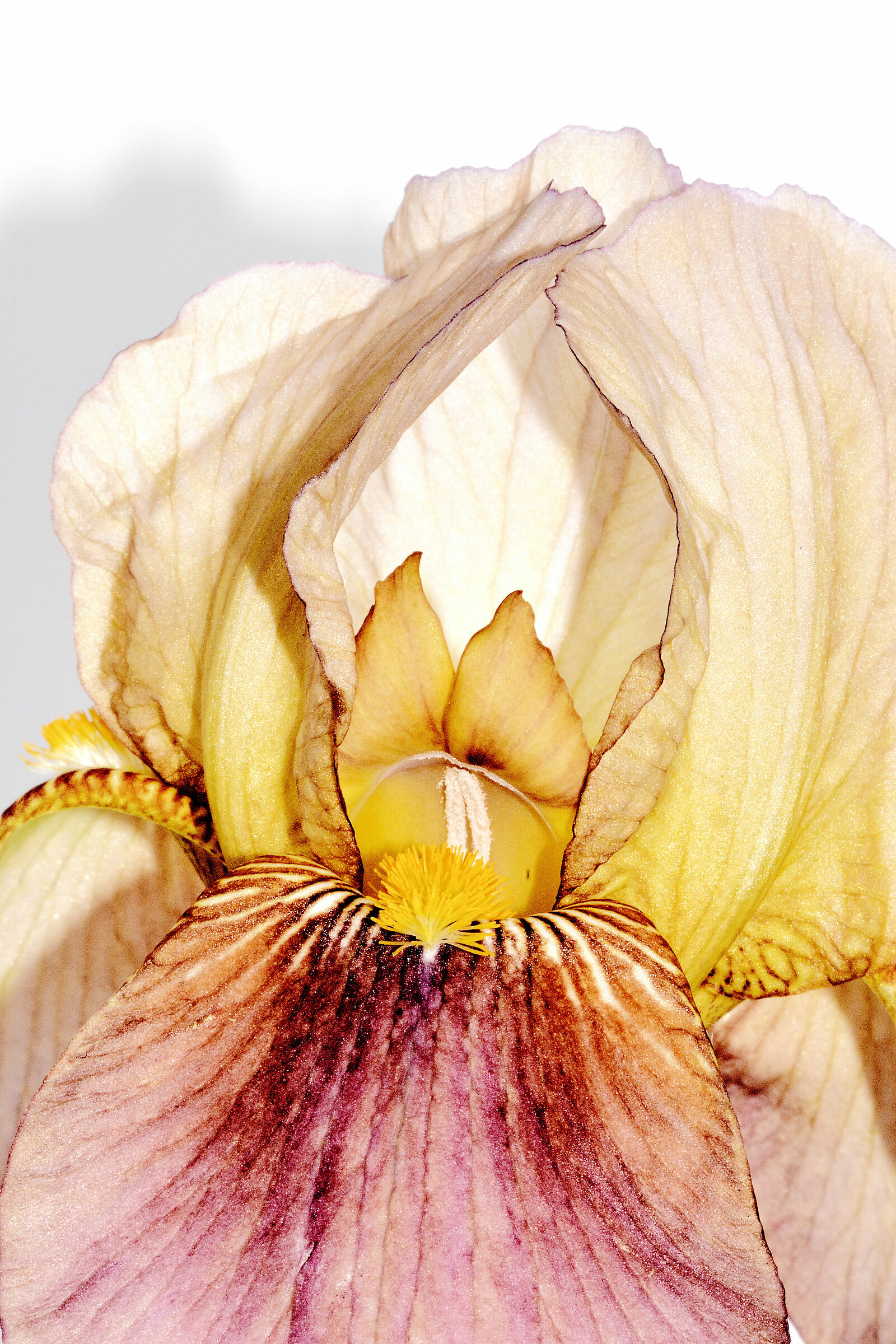 Iris 2019