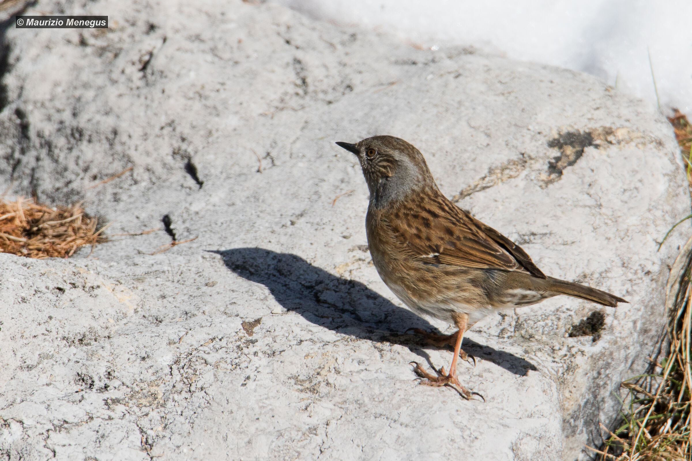 Passera Dunnock