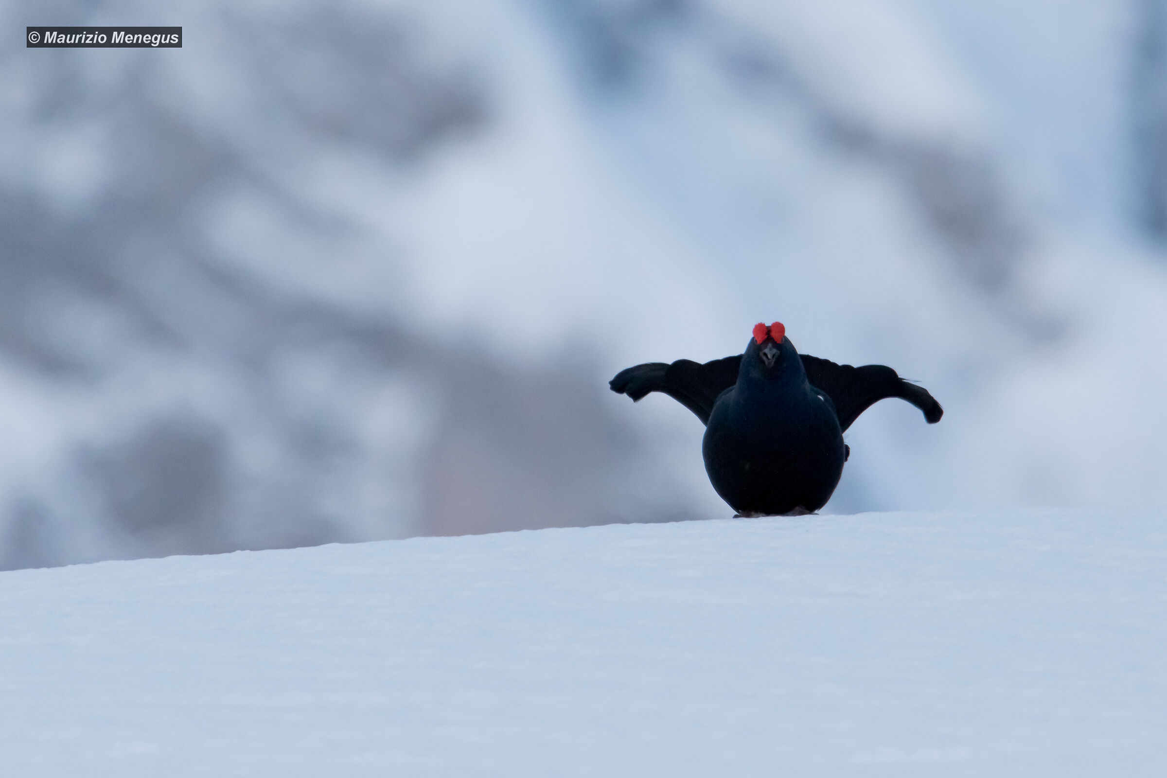 Gallo forcello 01.05.2019