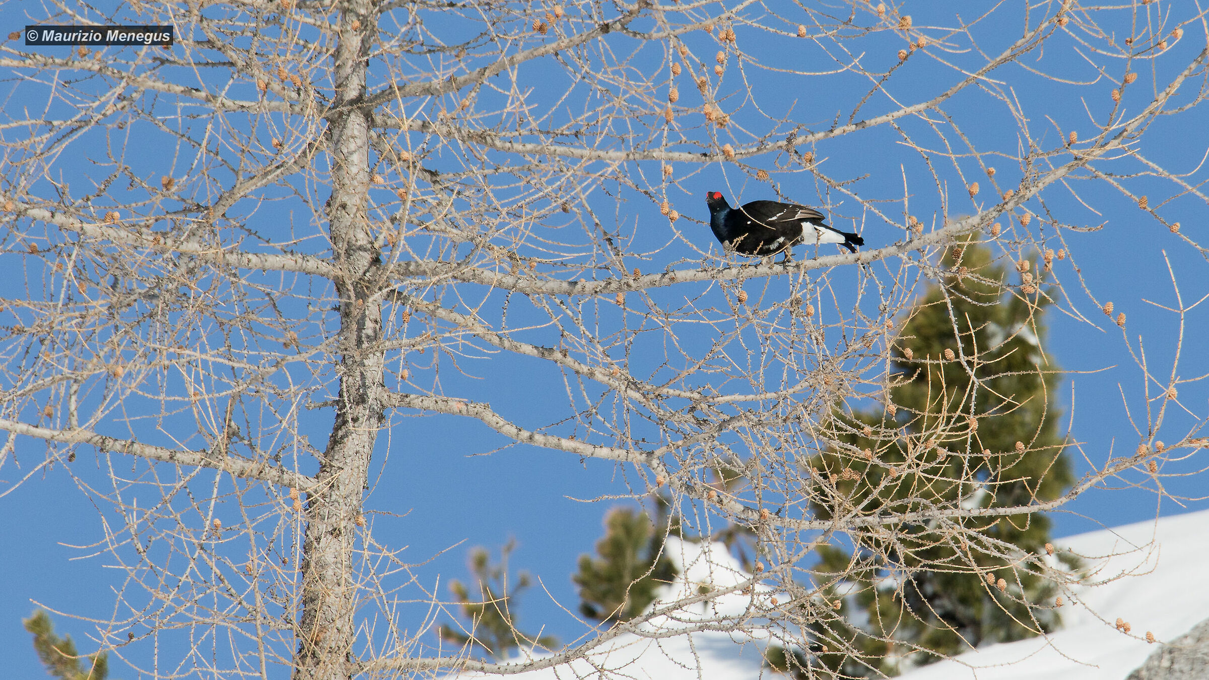 Gallo forcello ambientato 01.05.2019