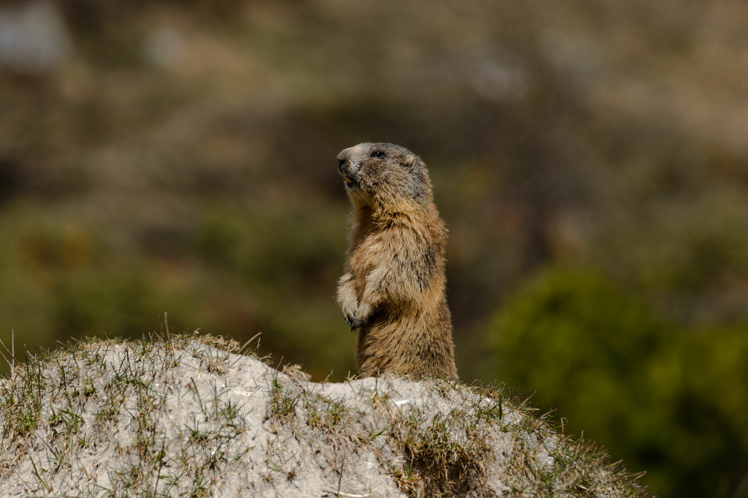 Marmotta sospettosa