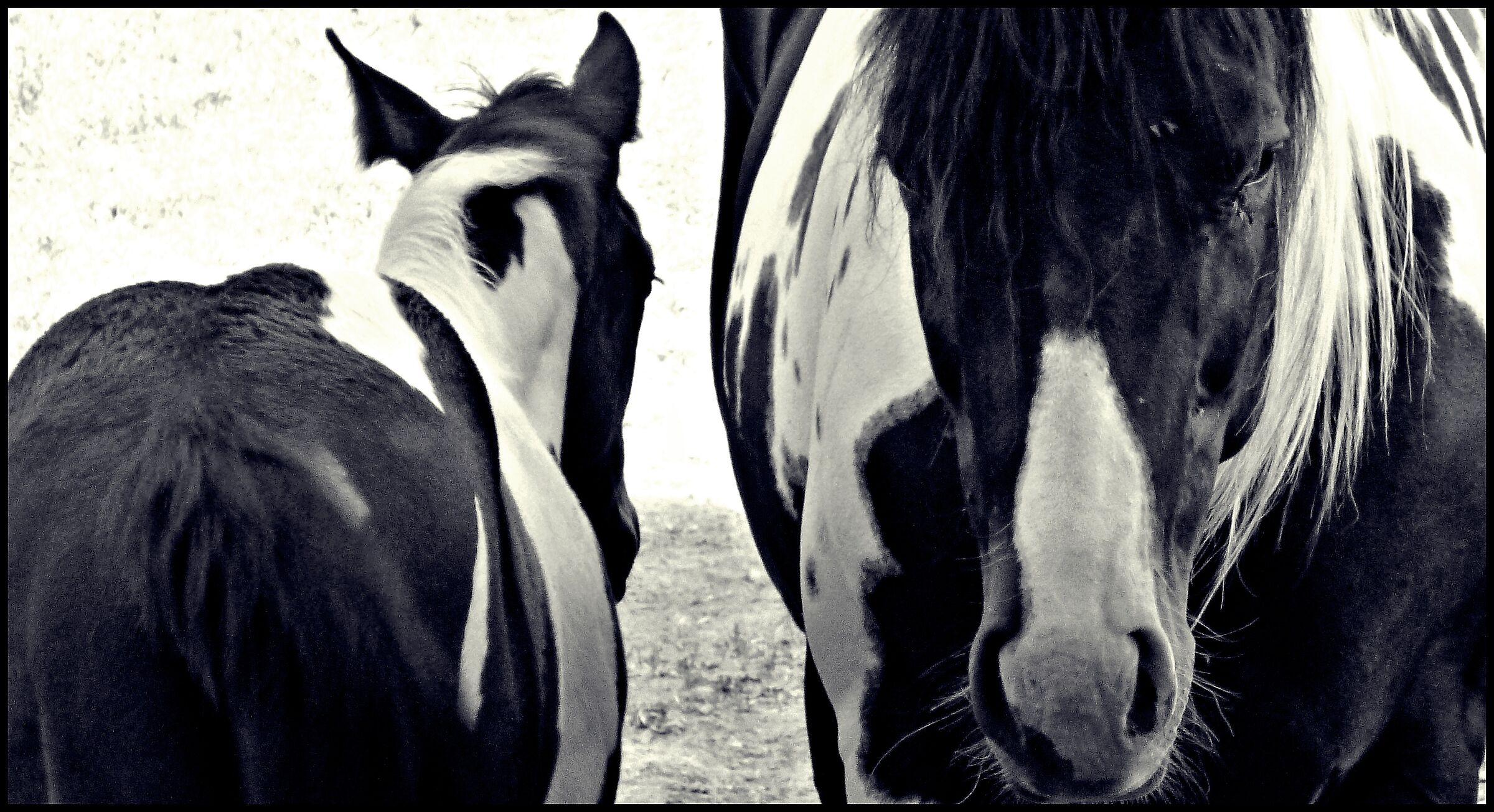 Horses 1