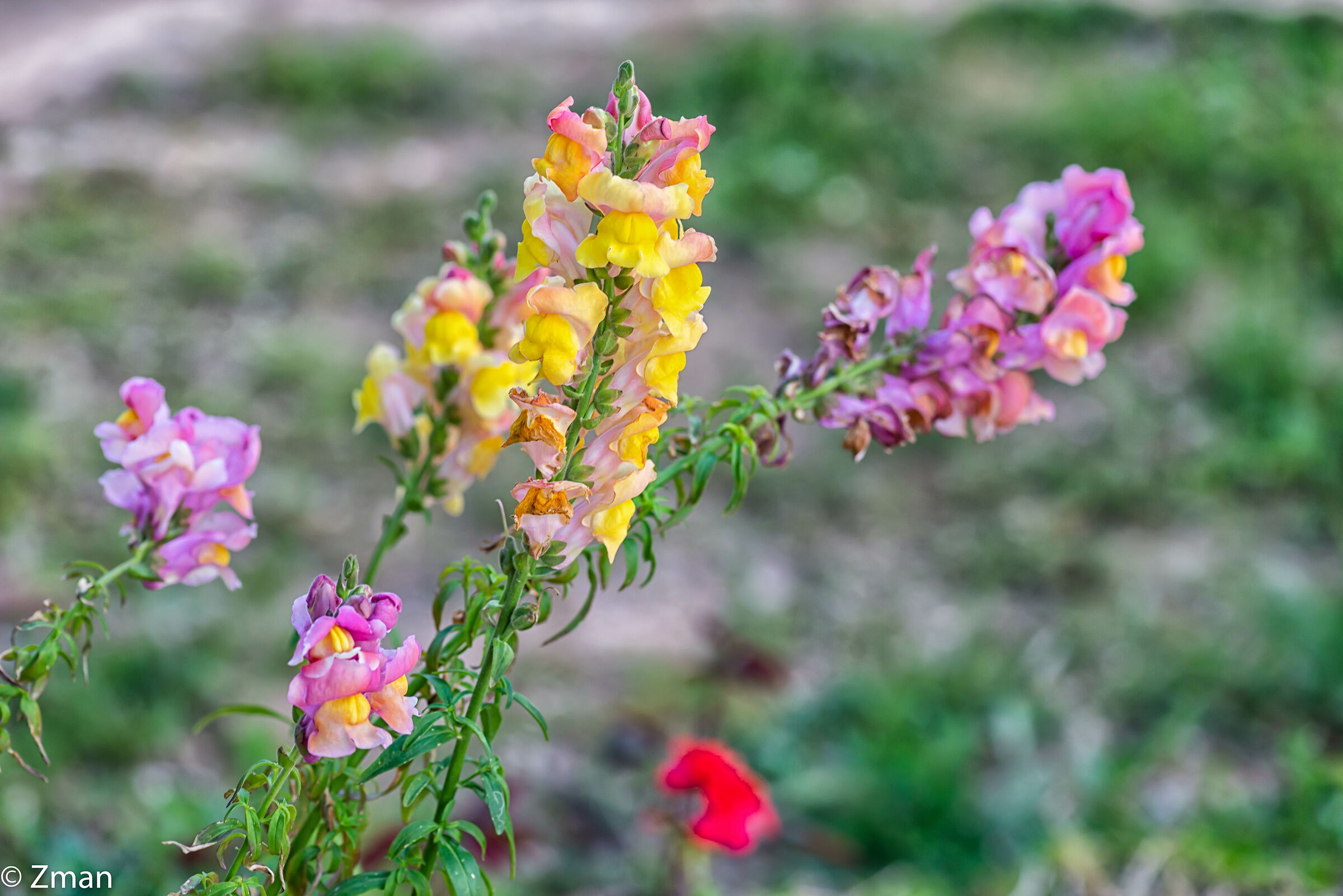 Kaleidoscope of Color