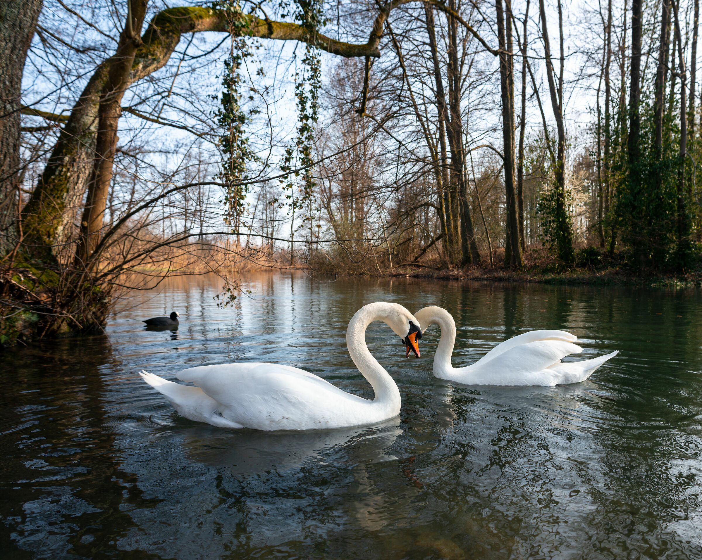 Swan at heart