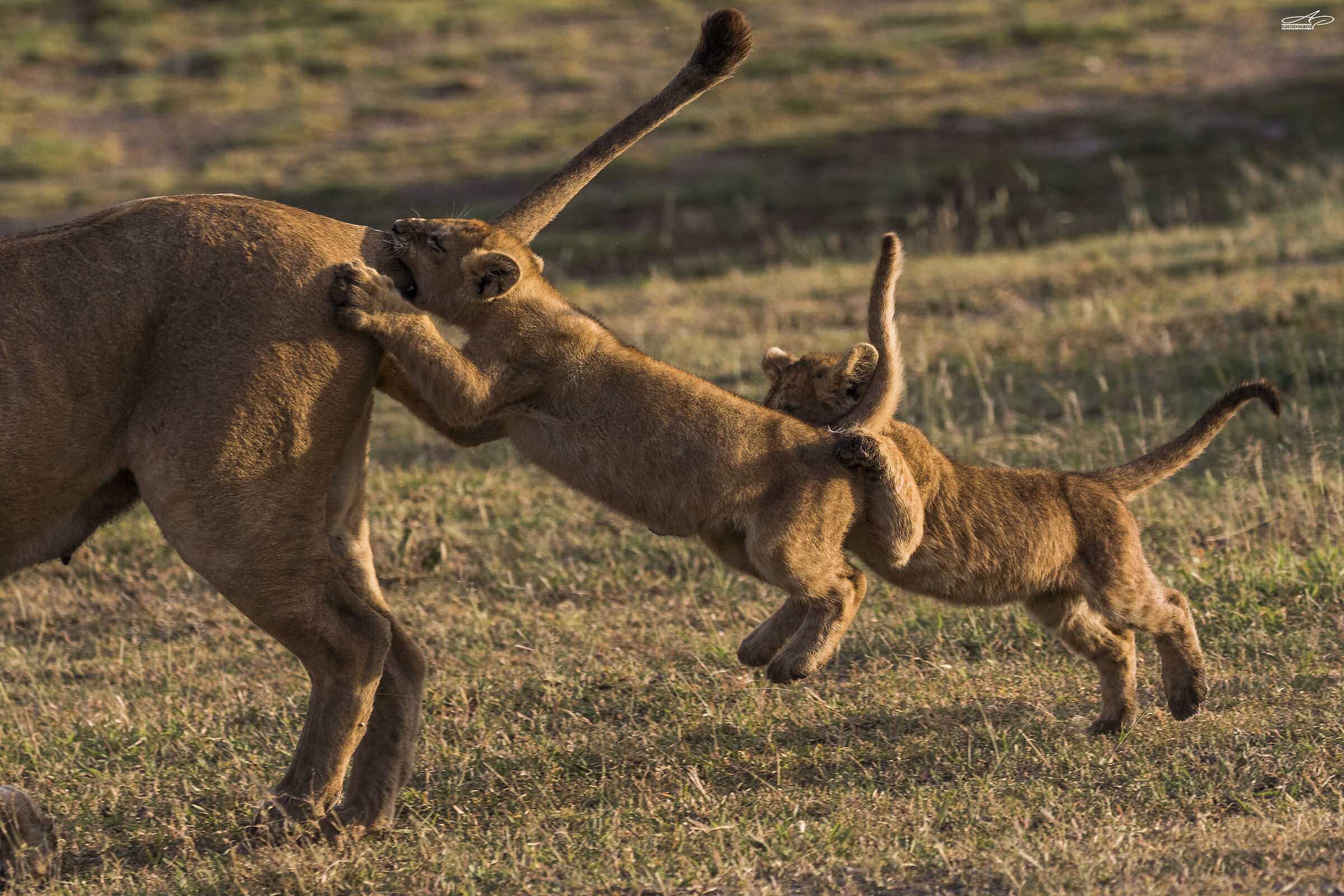 Half way between game and hunting instinct