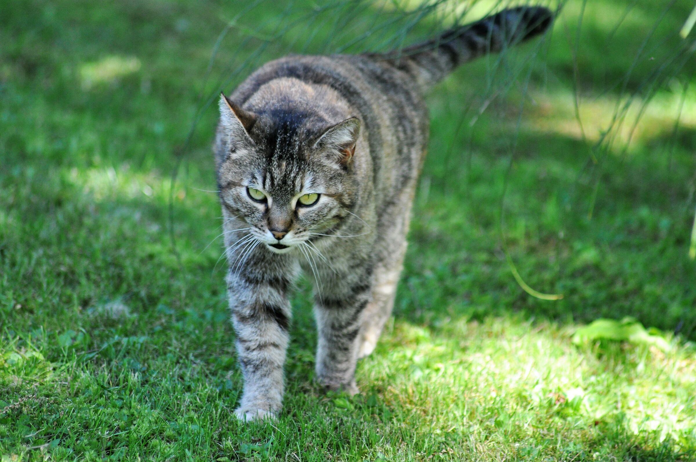 Ospiti graditi al giardino Rea di Trana