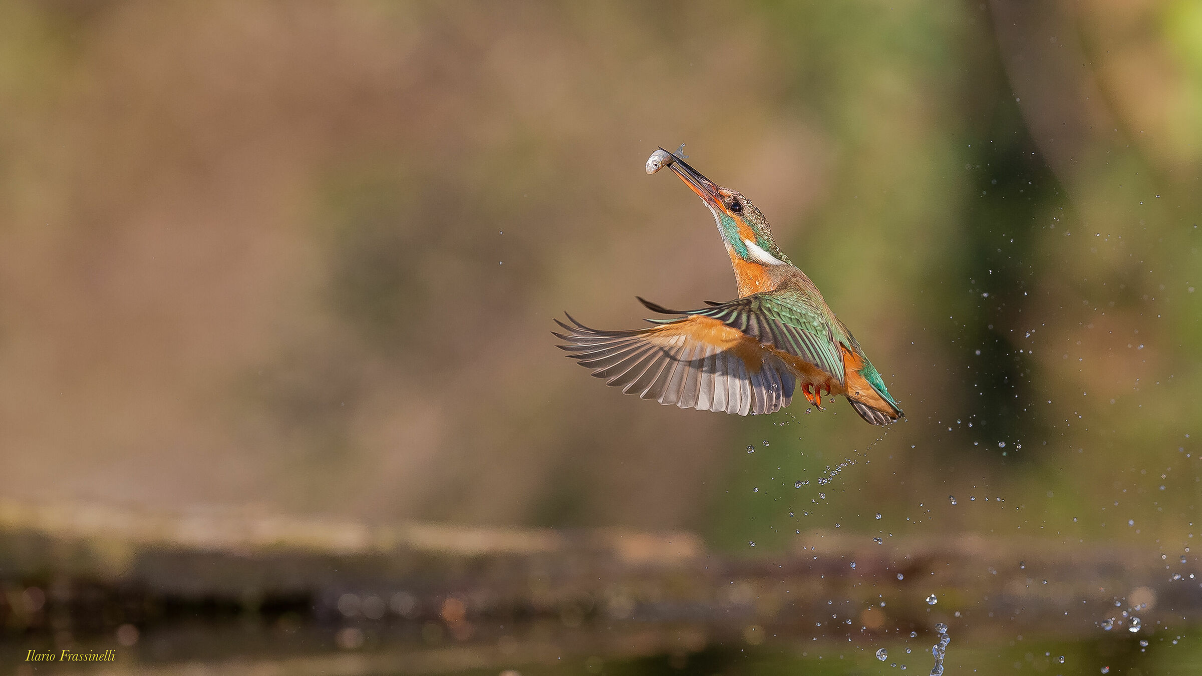Kingfisher
