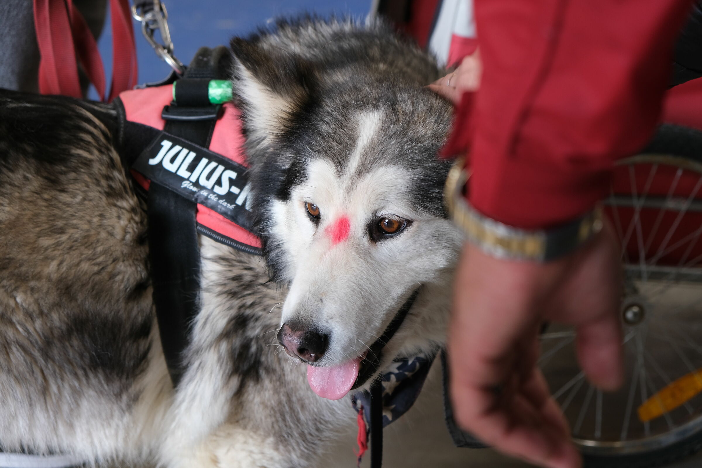 Bindi-the third eye of the Husky