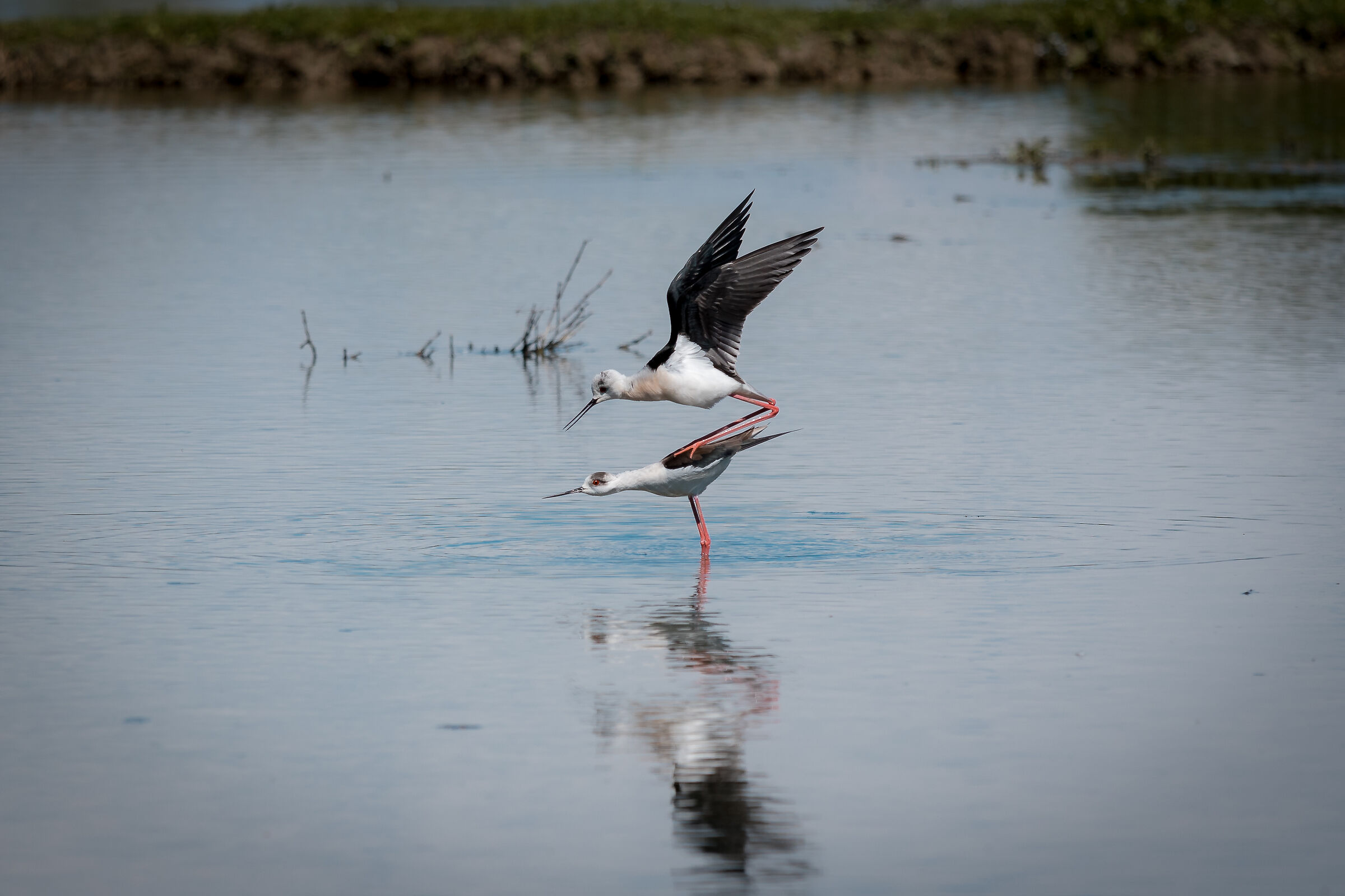Cavaliere d'Italia in accoppiamento