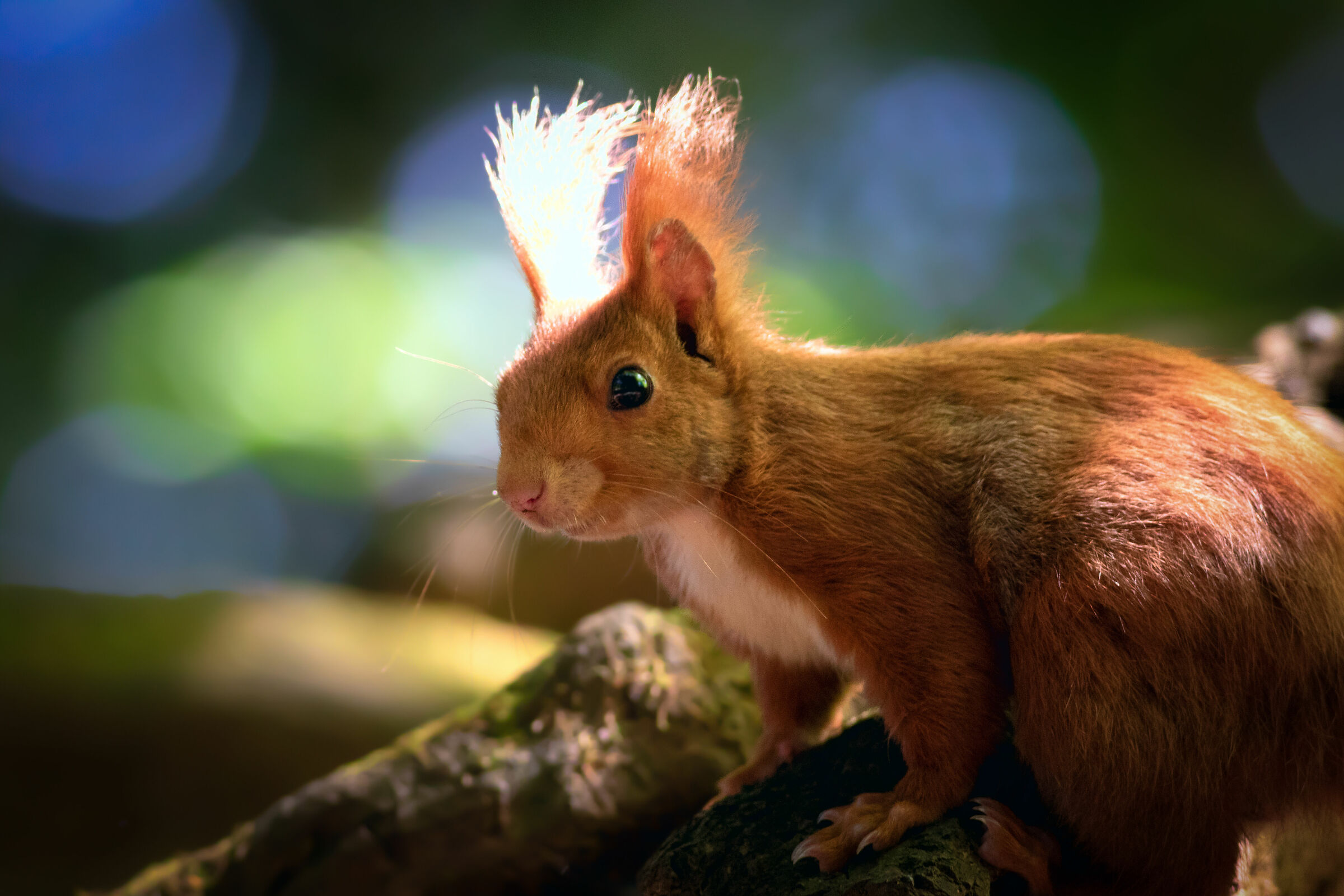 Red squirrel