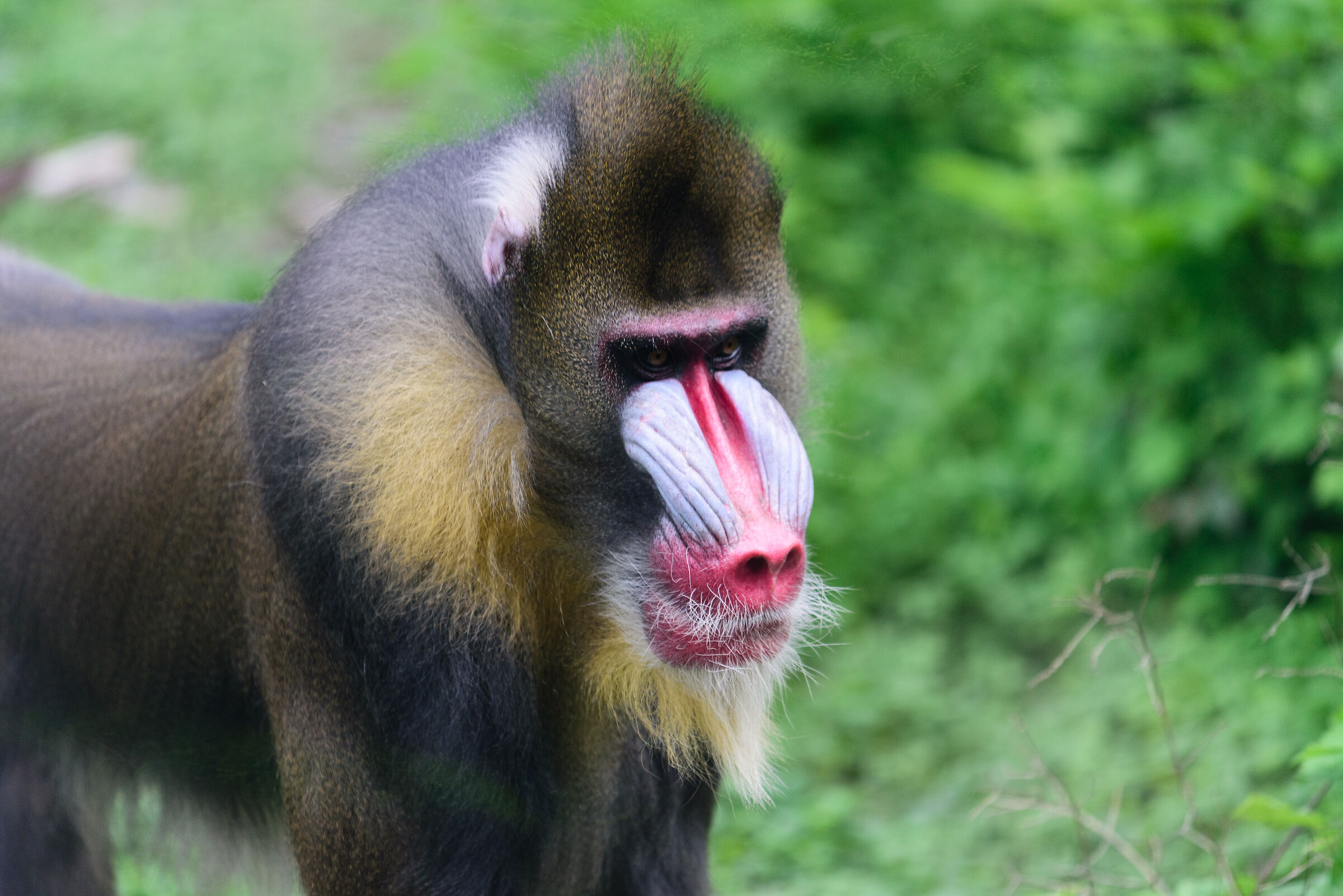 MANDRILL