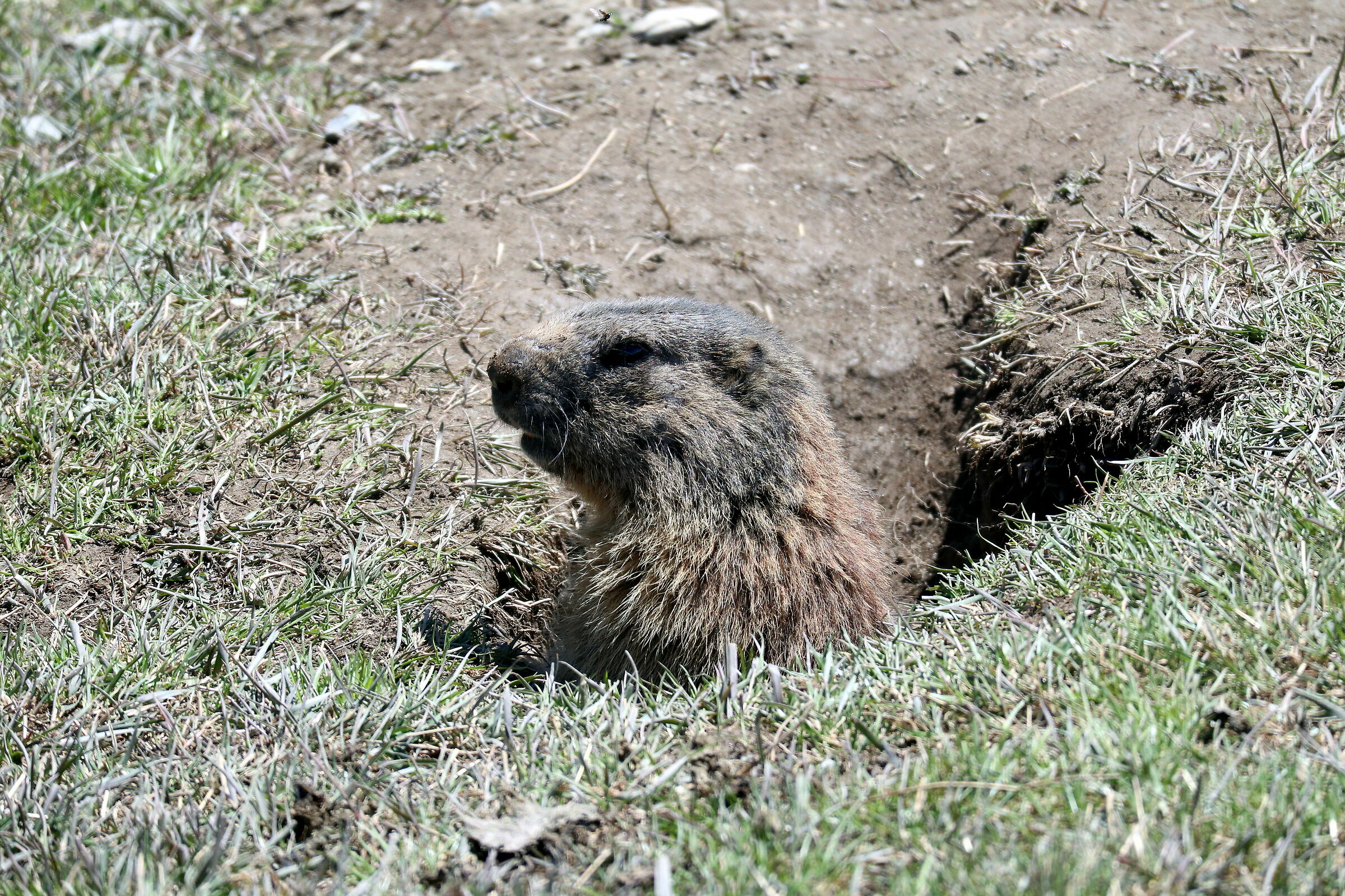 Marmotta