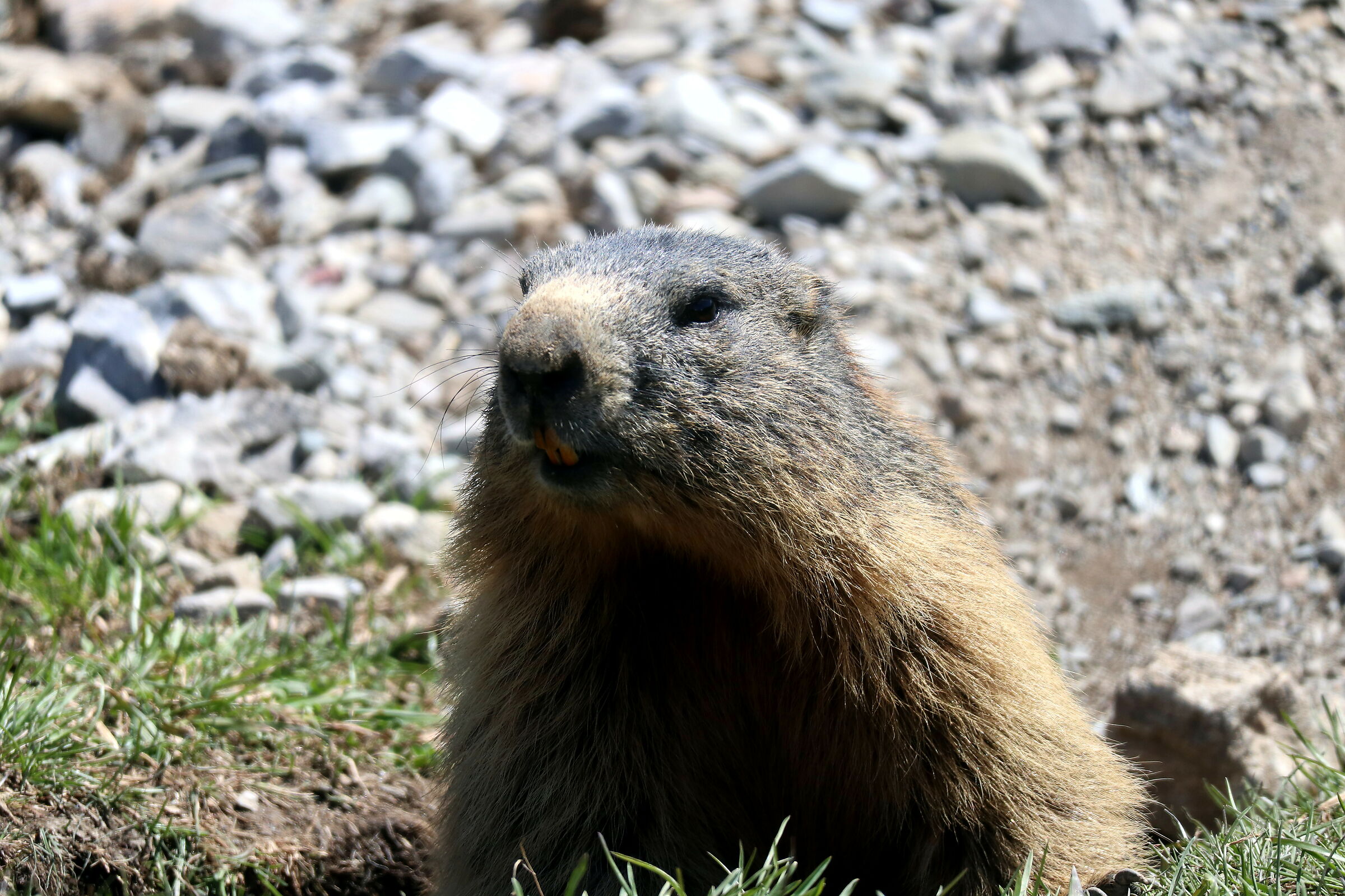 Marmotta