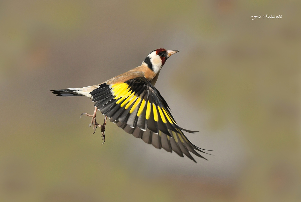 Goldfinch... Flickering...