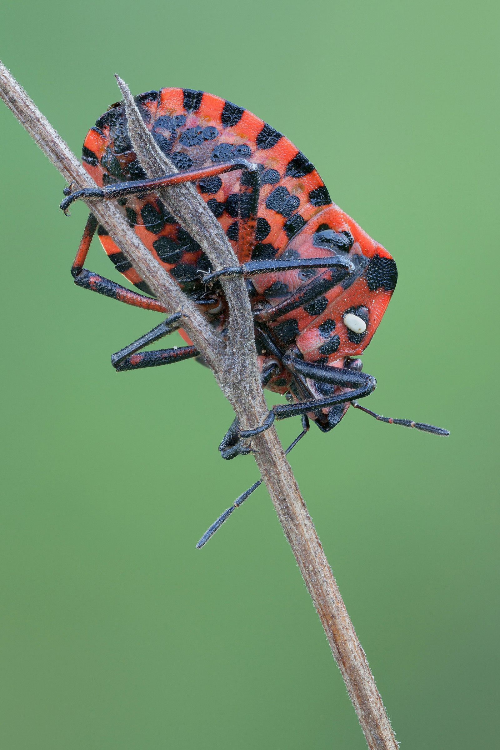 Graphosoma lineatum
