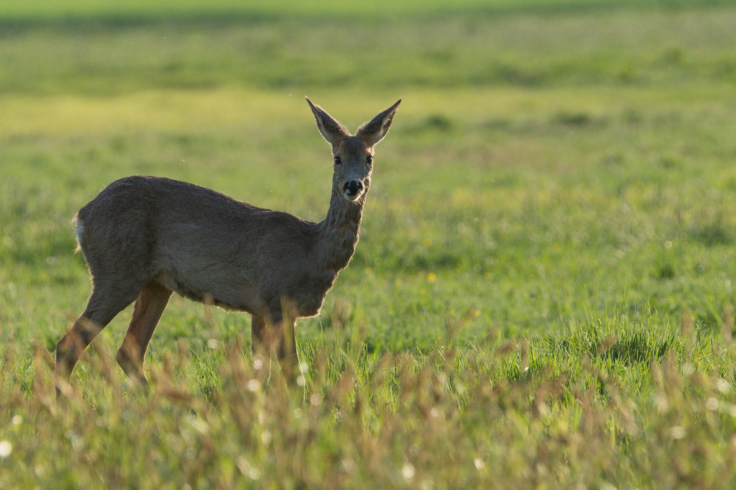 Roe deer (Capreolus capreolus)