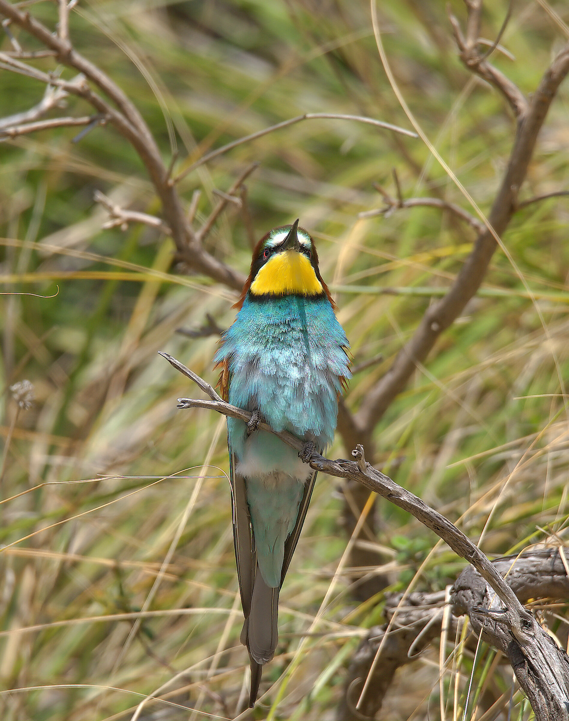Bee-eater