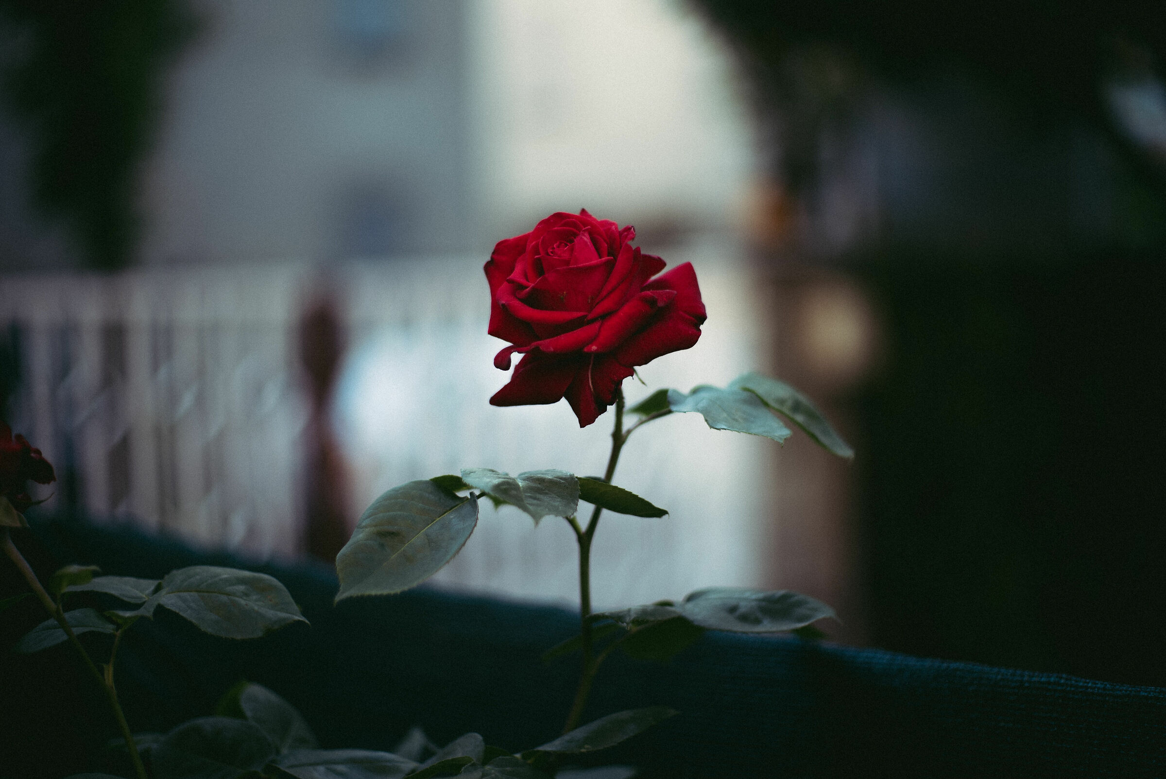 Yet Another Red Rose