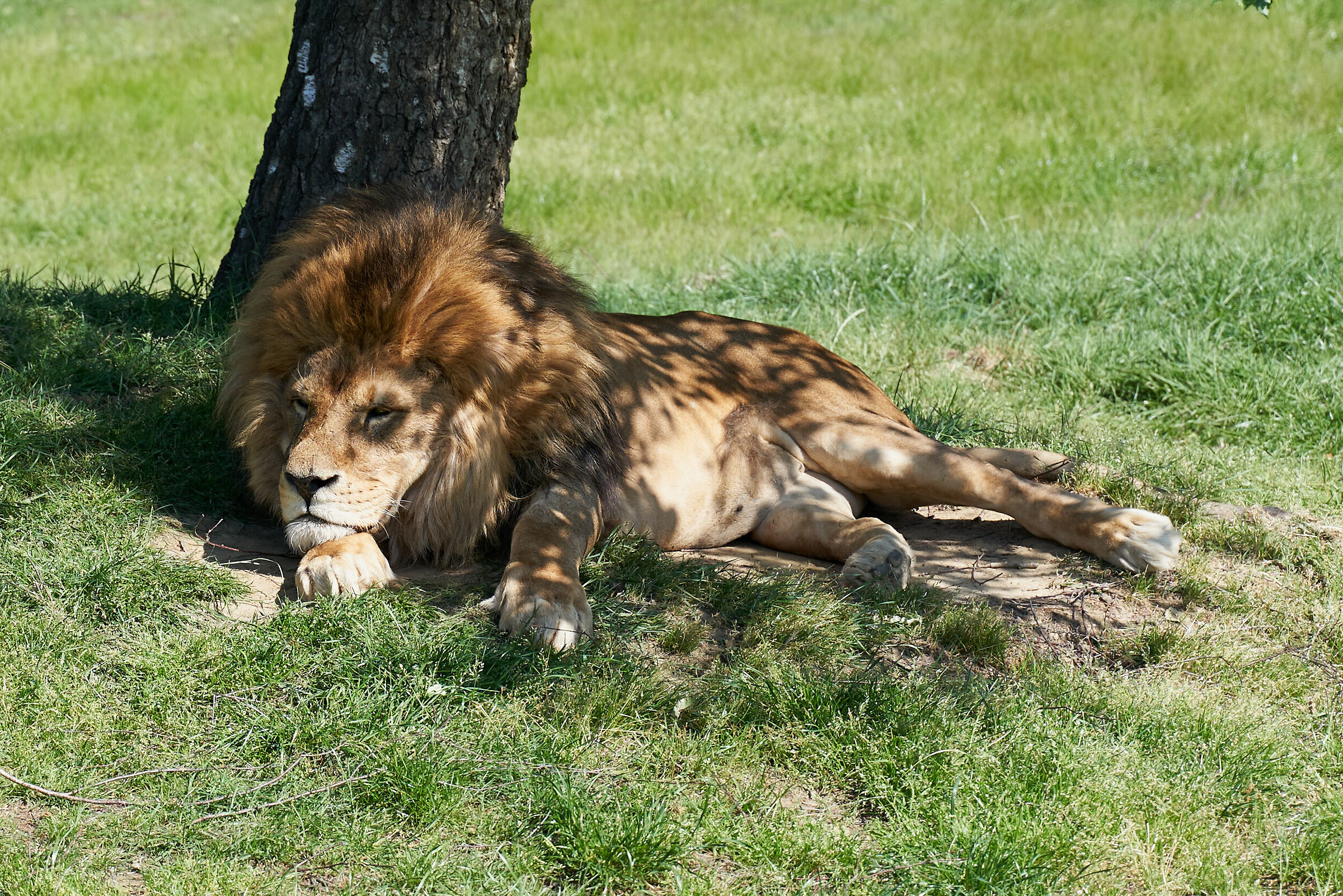 The king... of the zoo