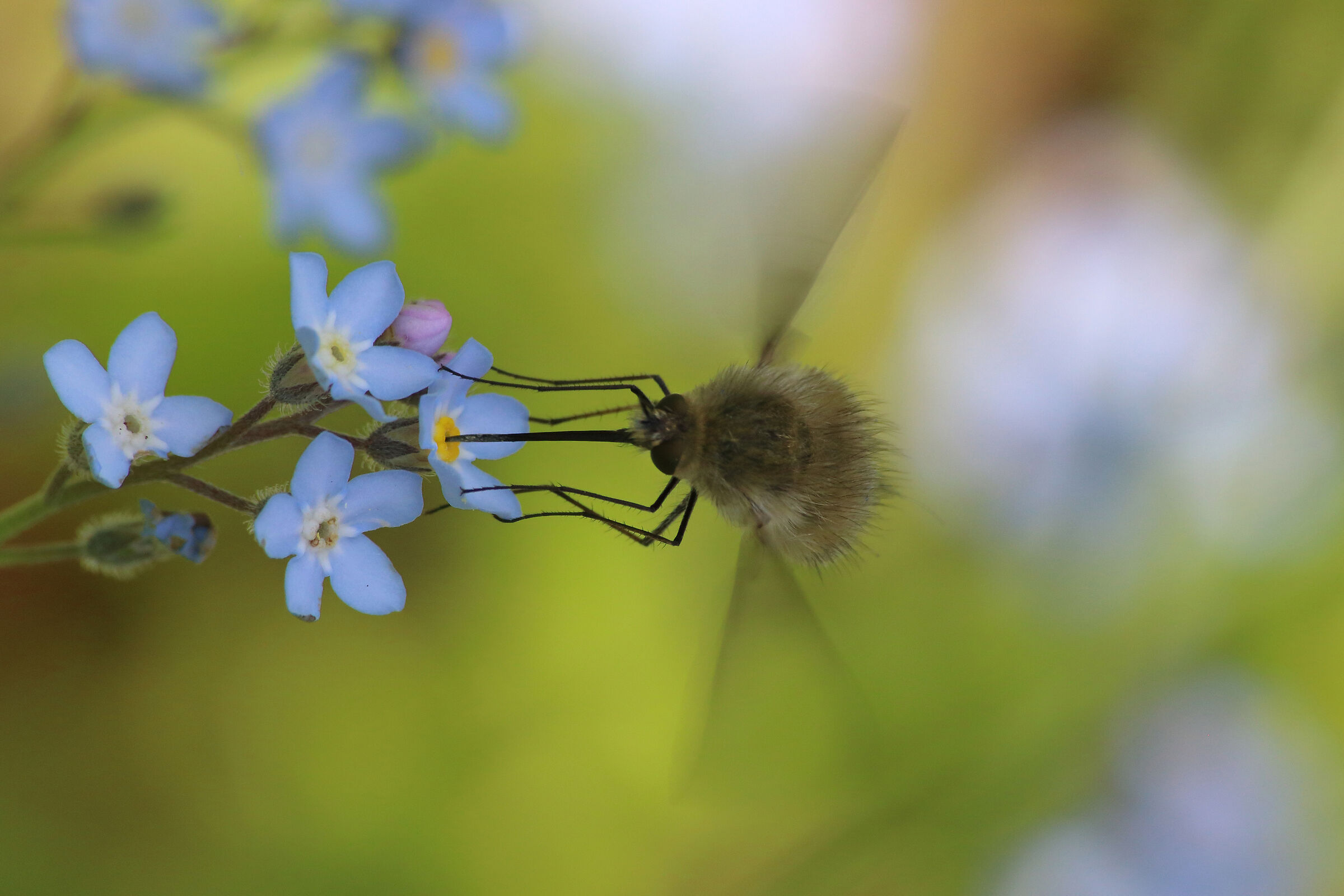 bombylius tra i non ti scordar di me..