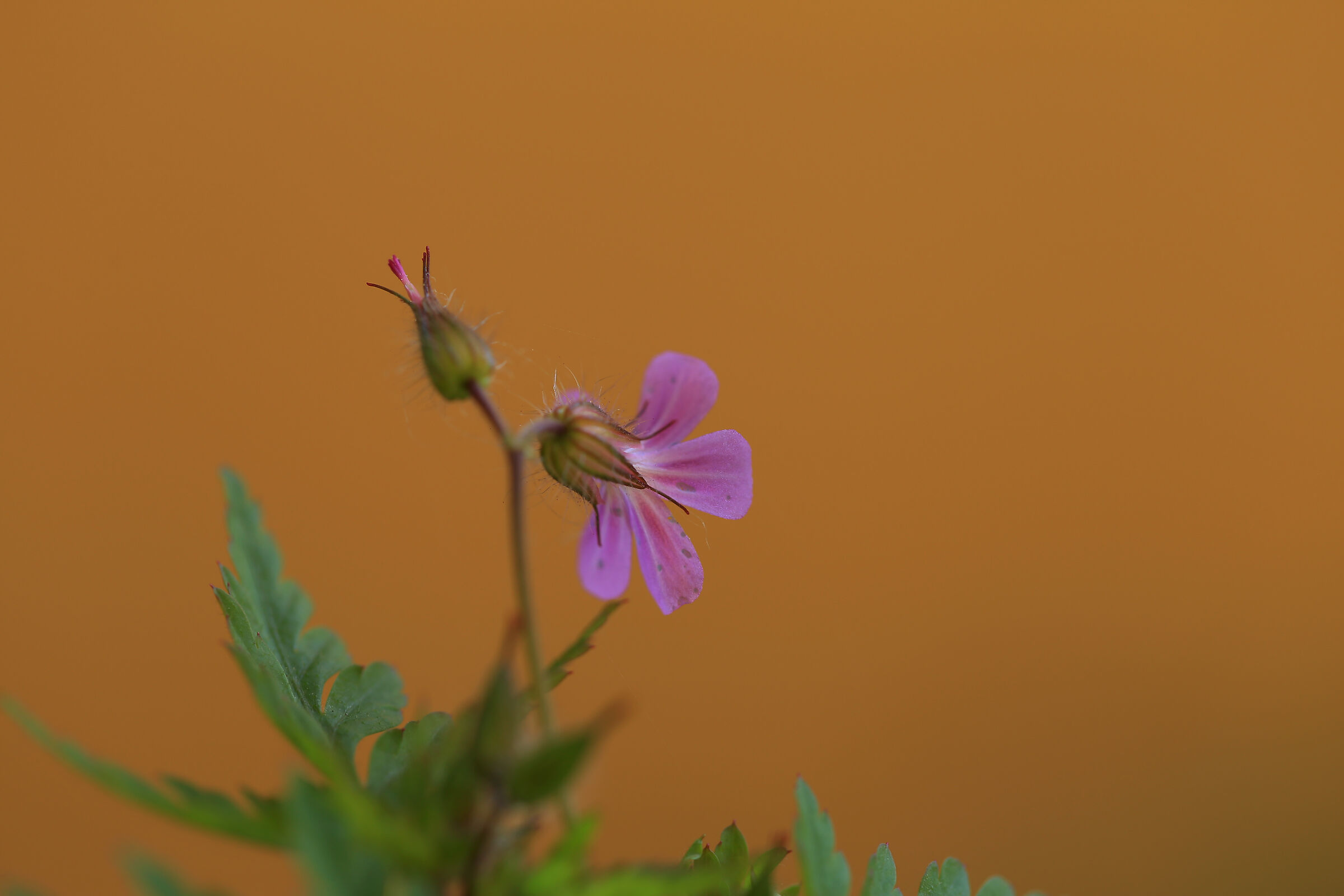 Small flower