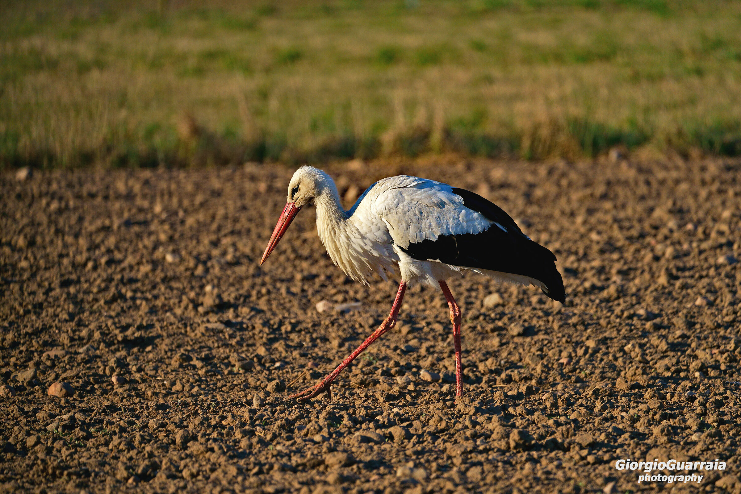 White Stork