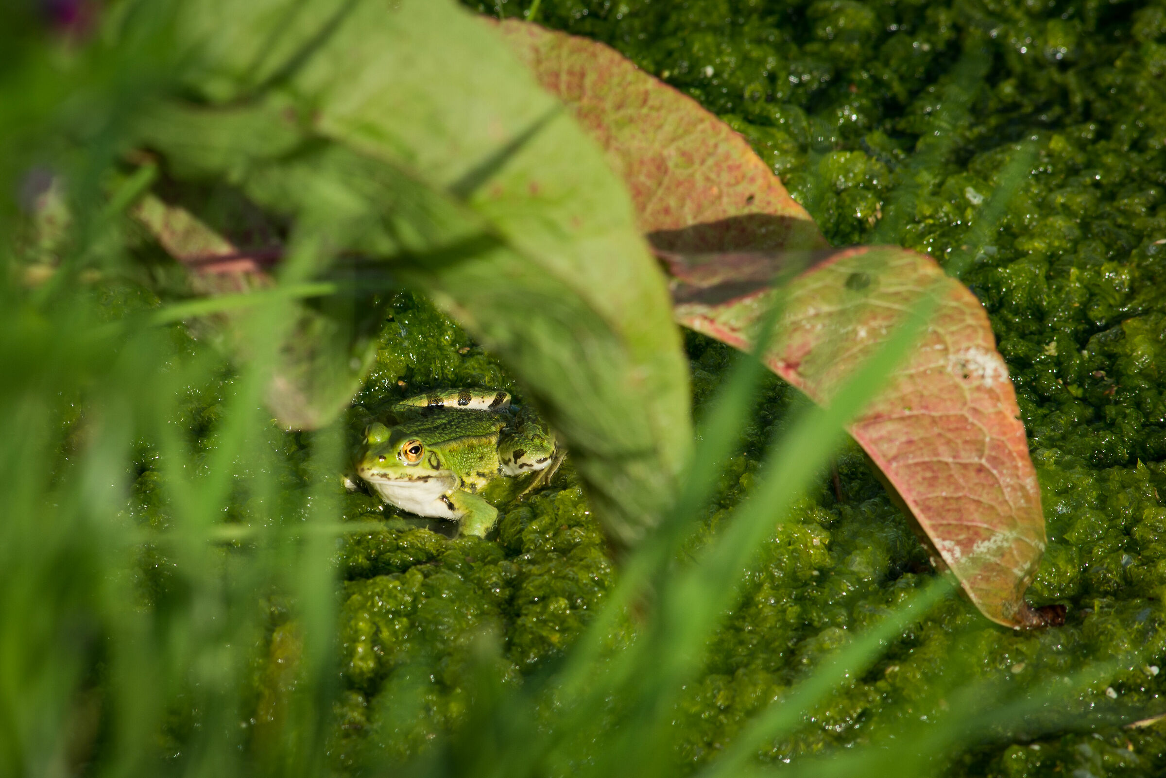 abitante della palude 1