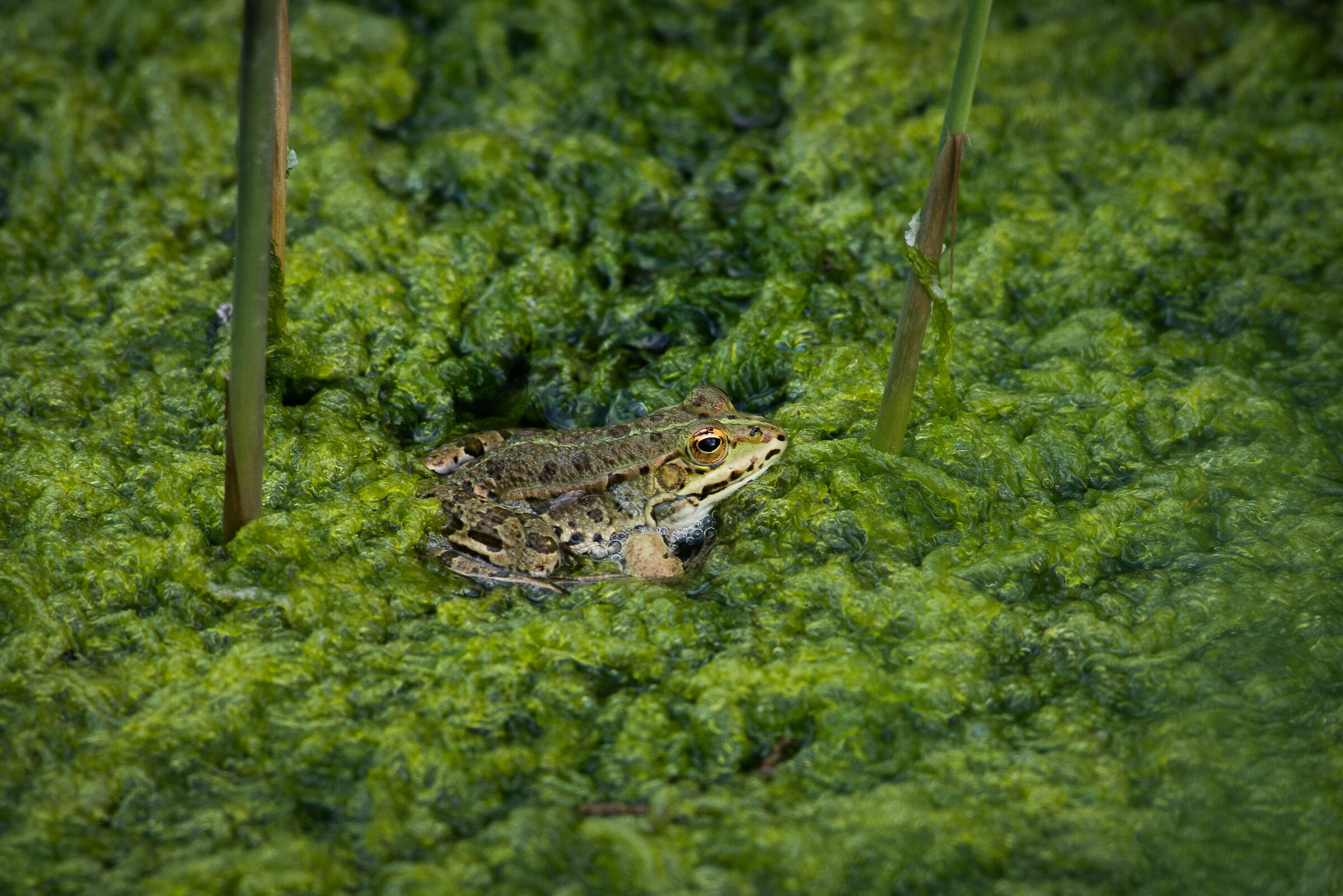 abitante della palude 2