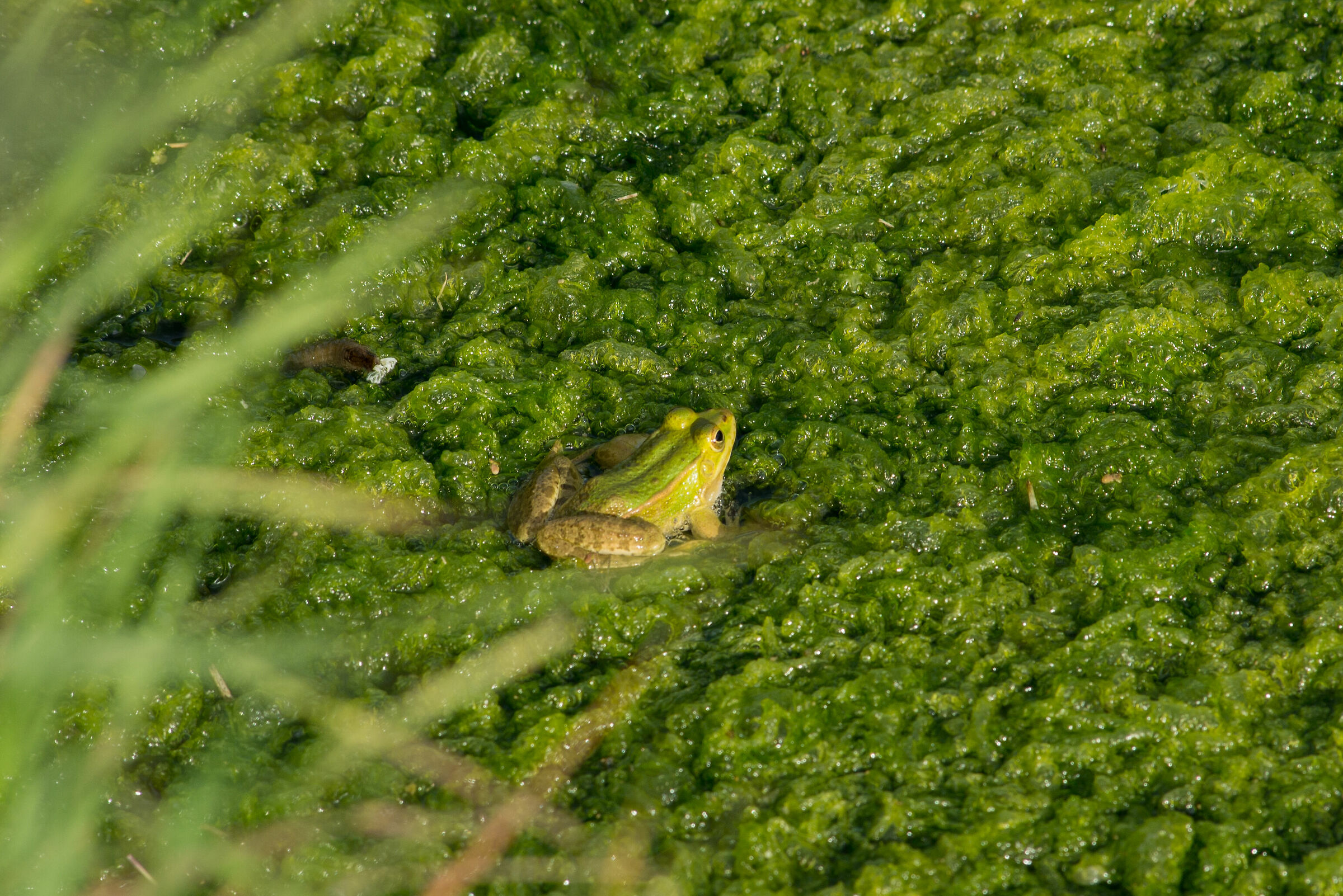 abitante della palude 3