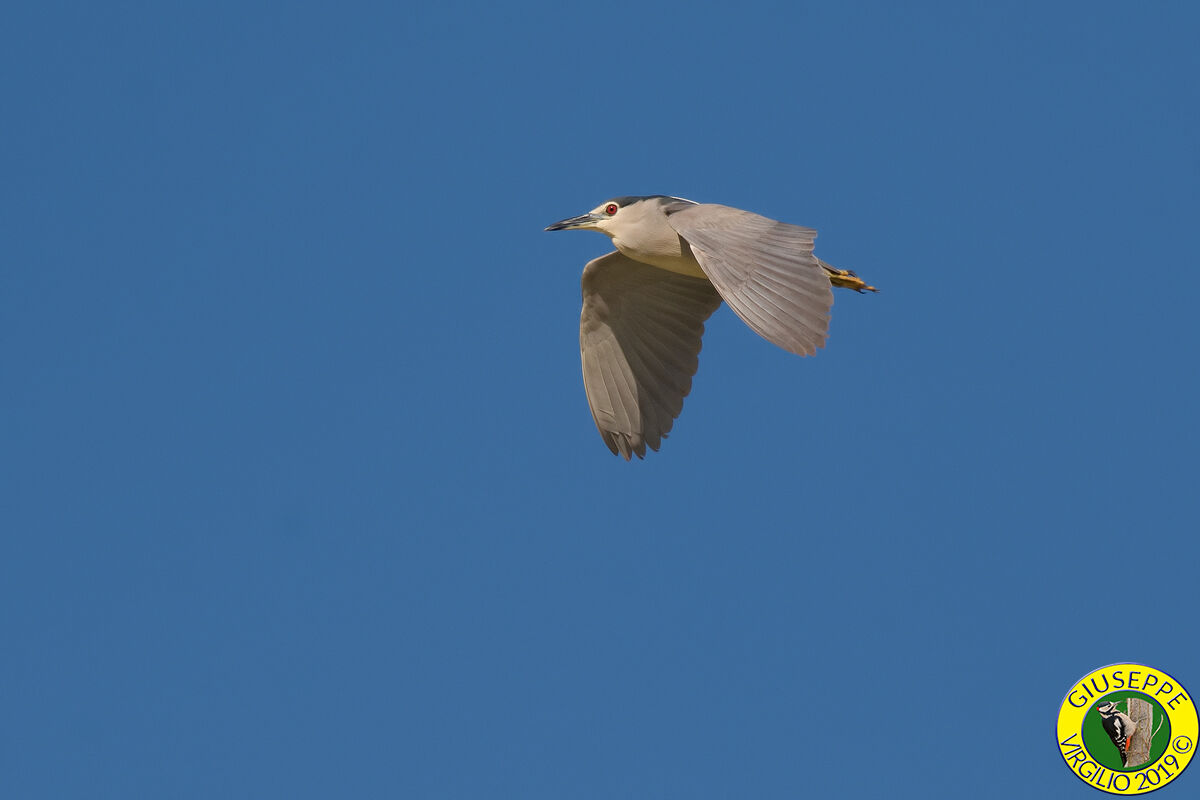 Nitticora (Sardegna ) 2019