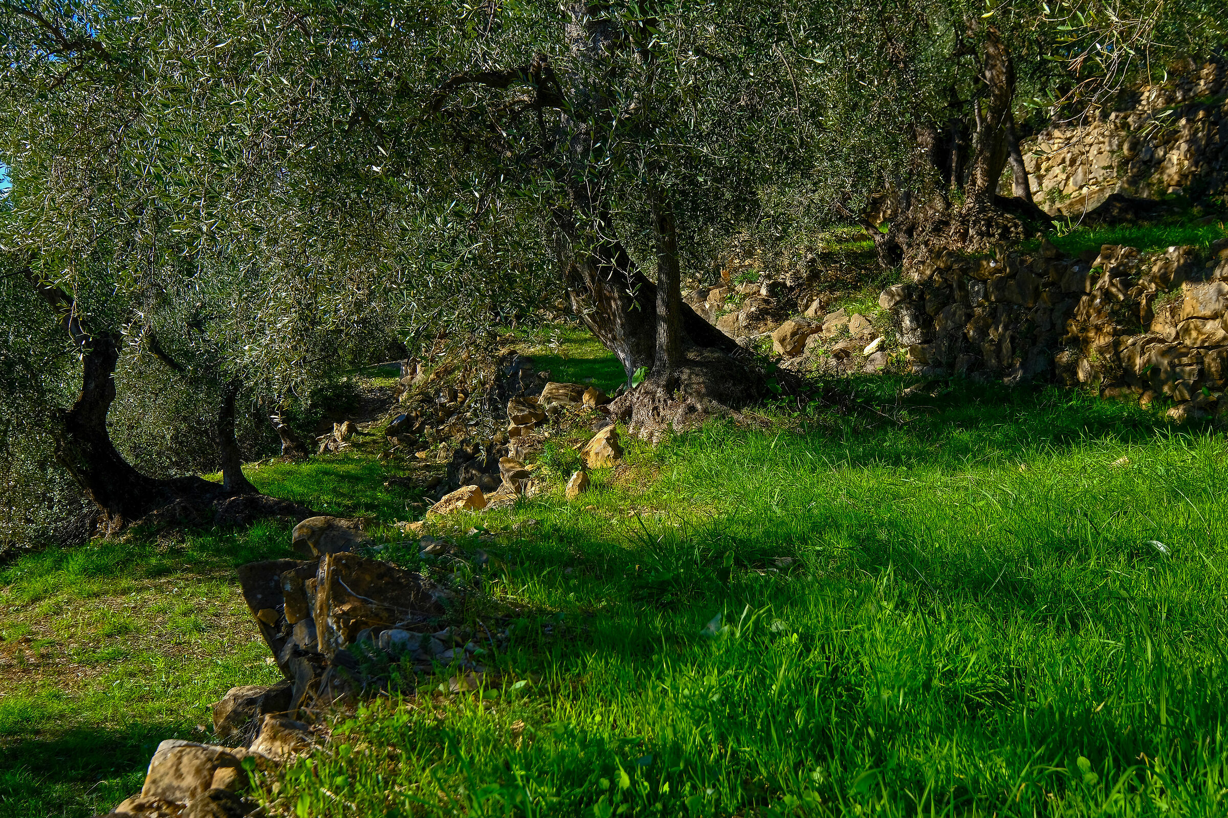 Peace among the olive trees