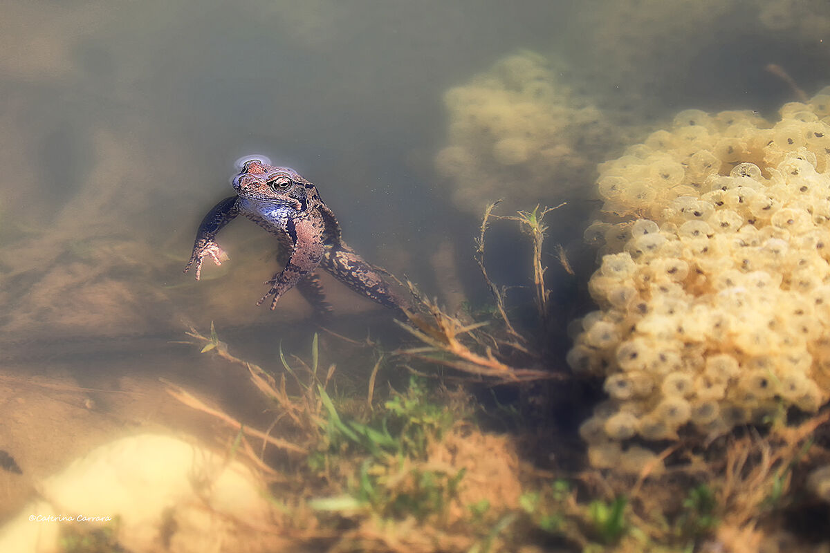 Le meraviglie della natura
