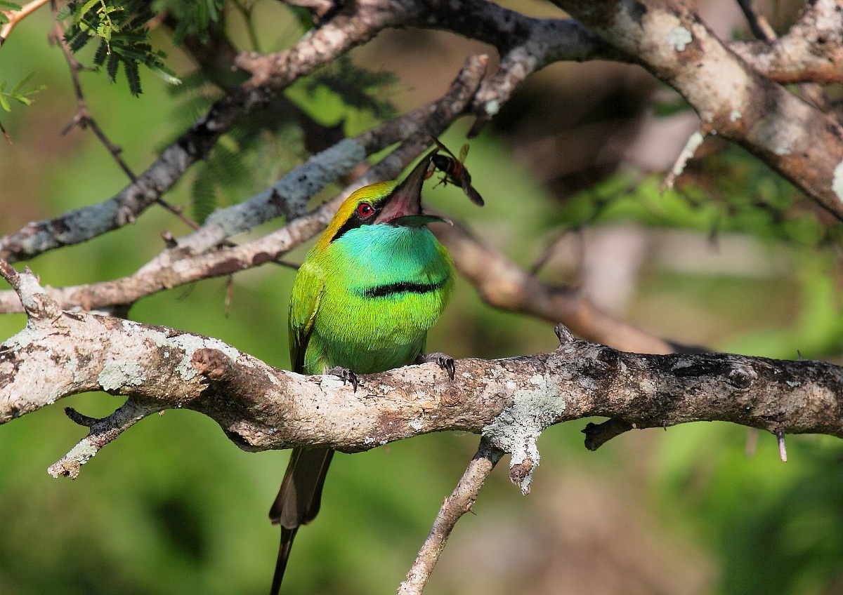 mi chiamano ape mangiatore!