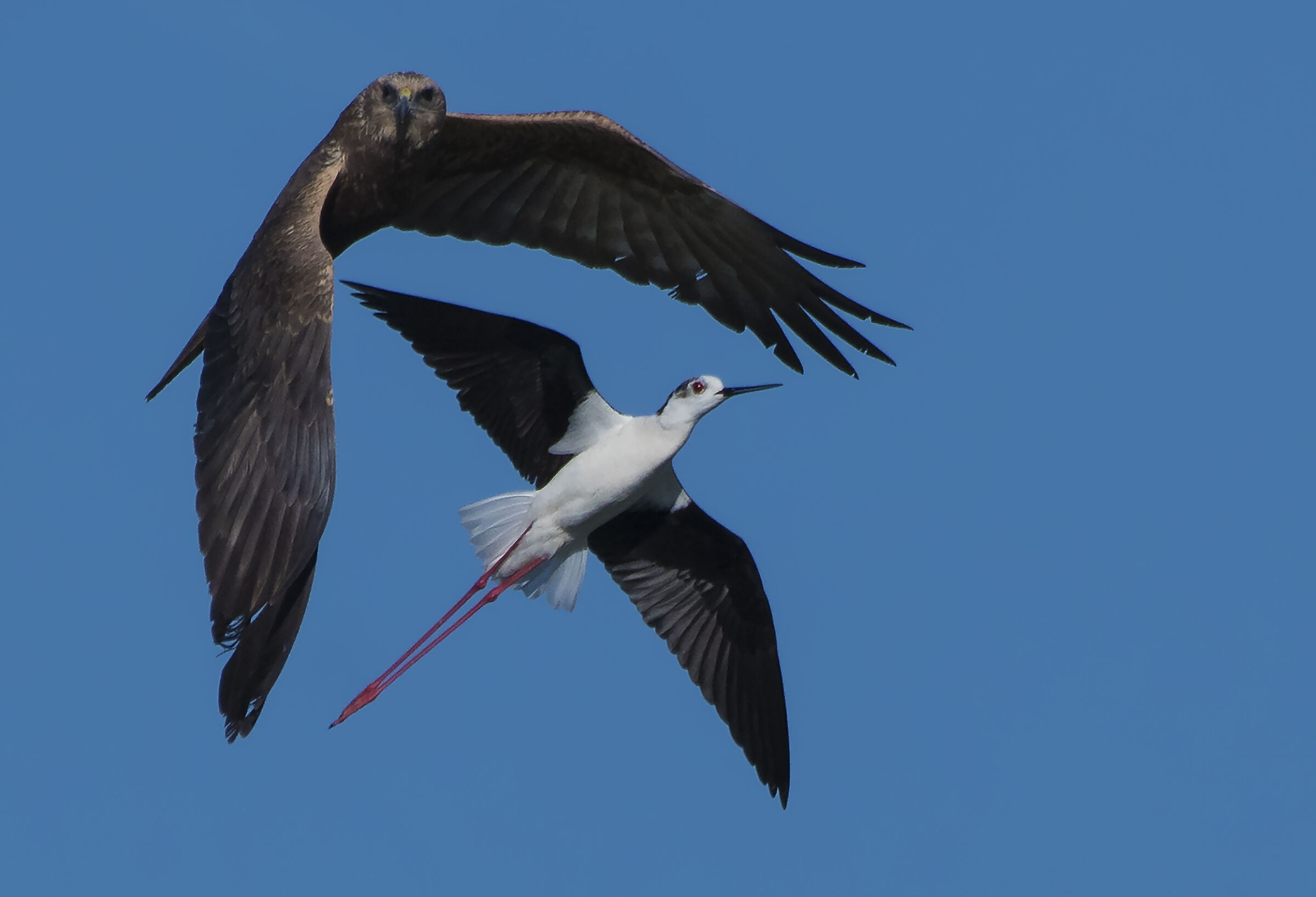 falco di palude mobbato da cavaliere d'italia