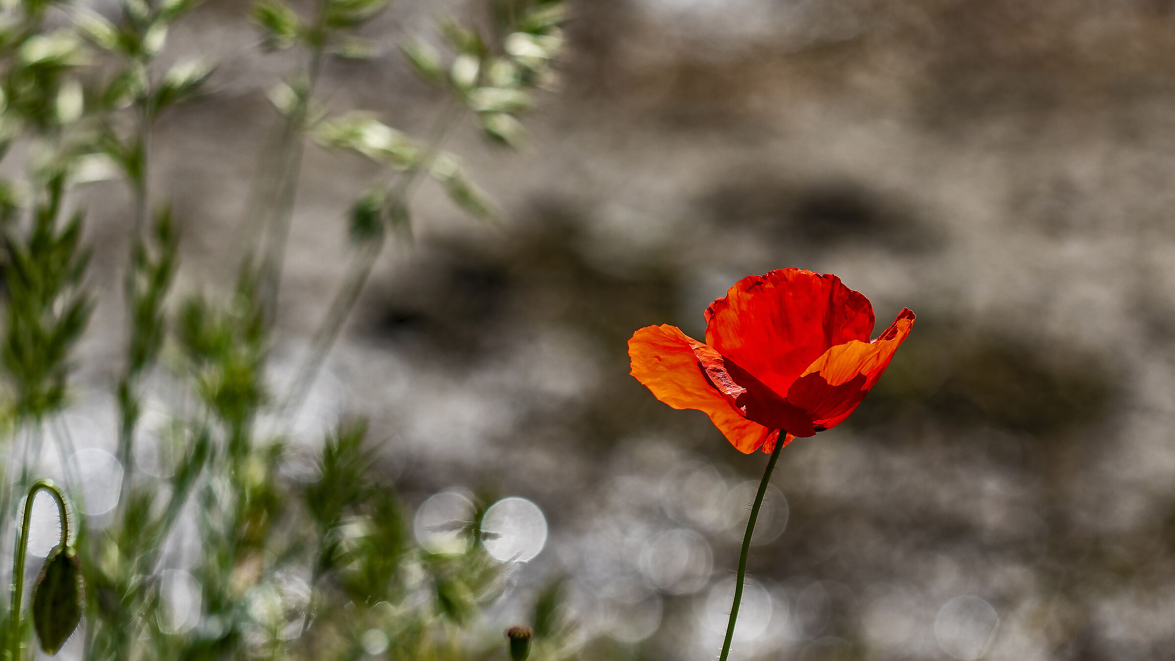 Il papavero solitario