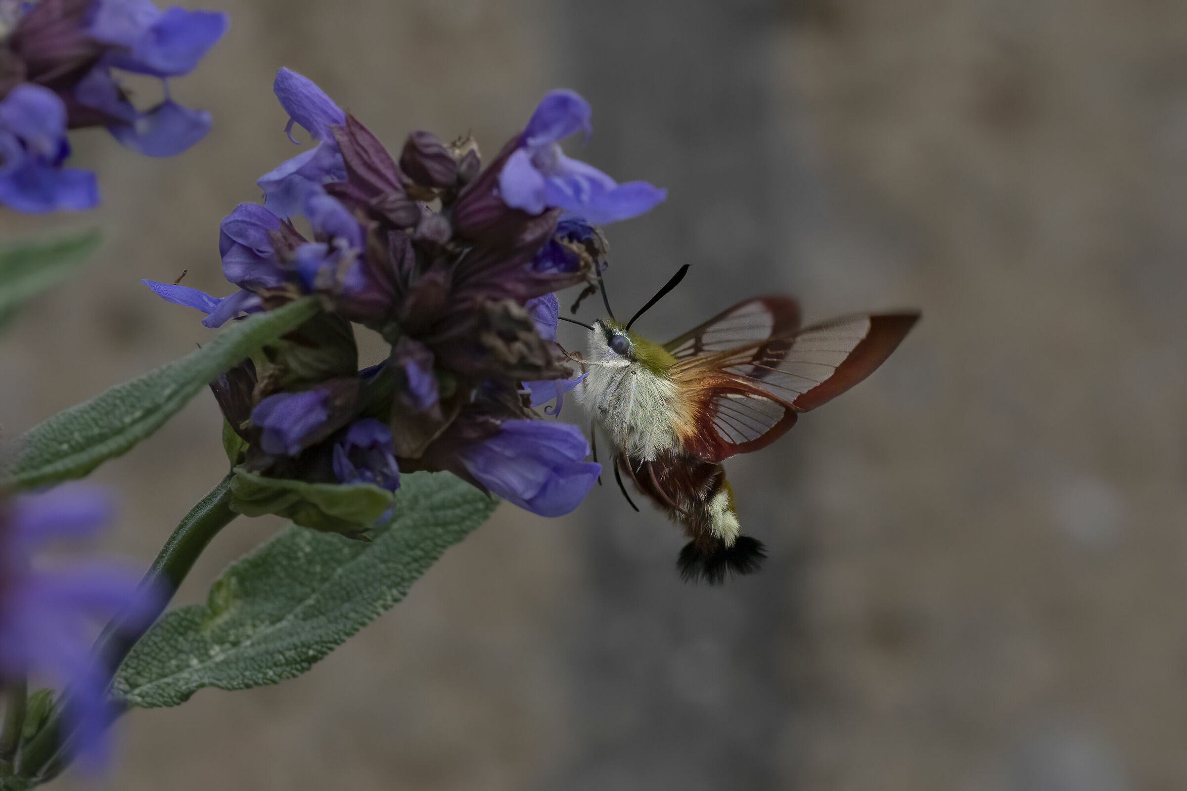 Hemaris fuciformis