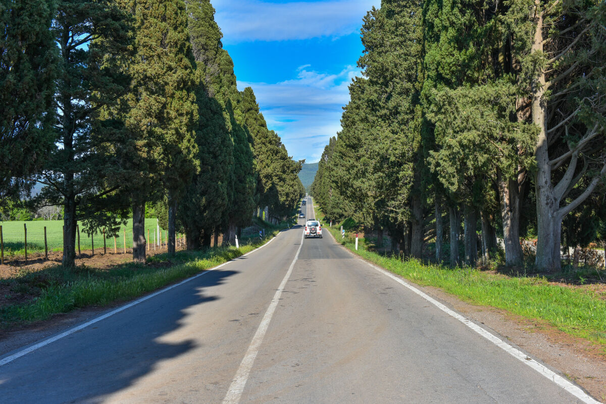 I cipressi di Bolgheri