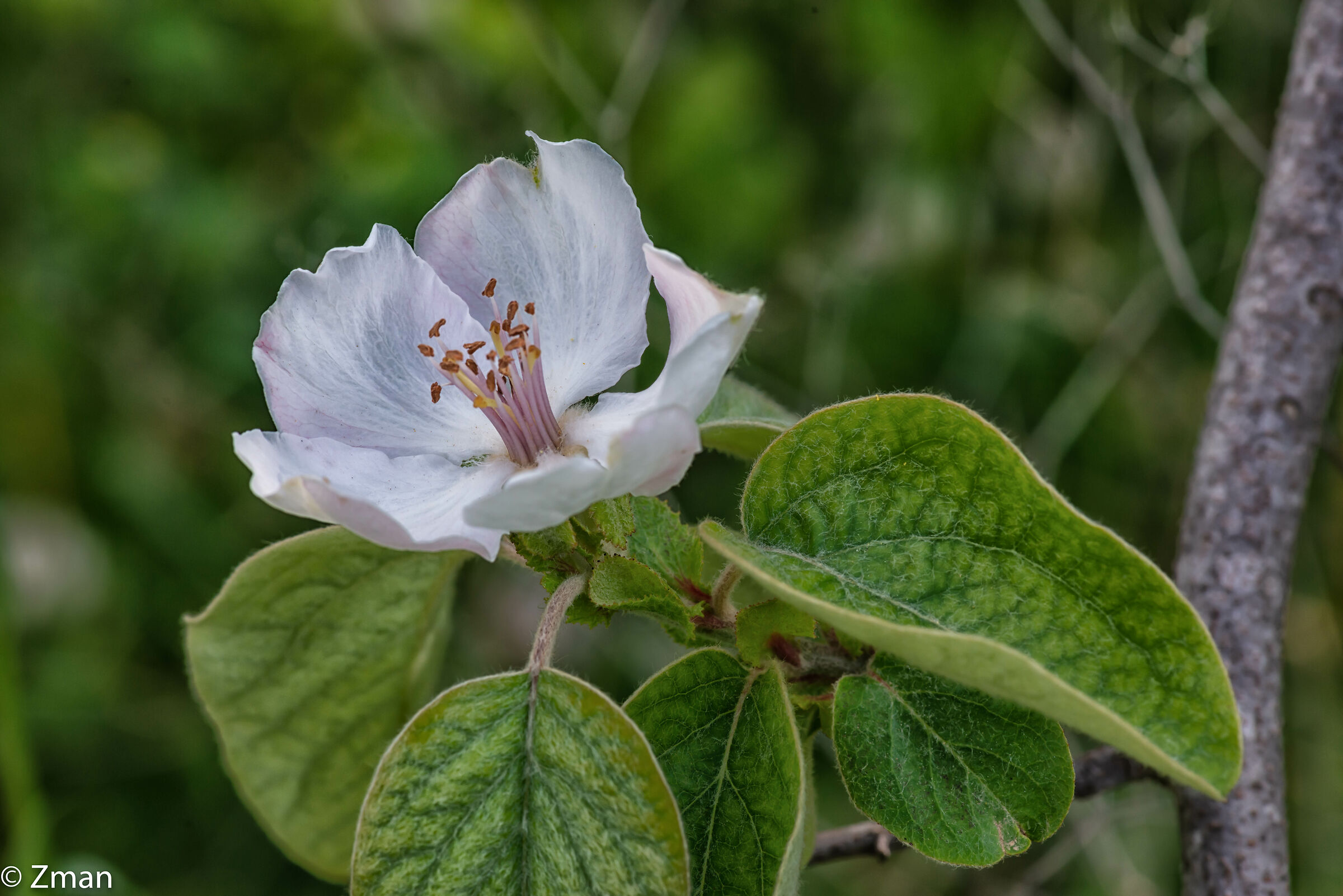 Quince Blossoms