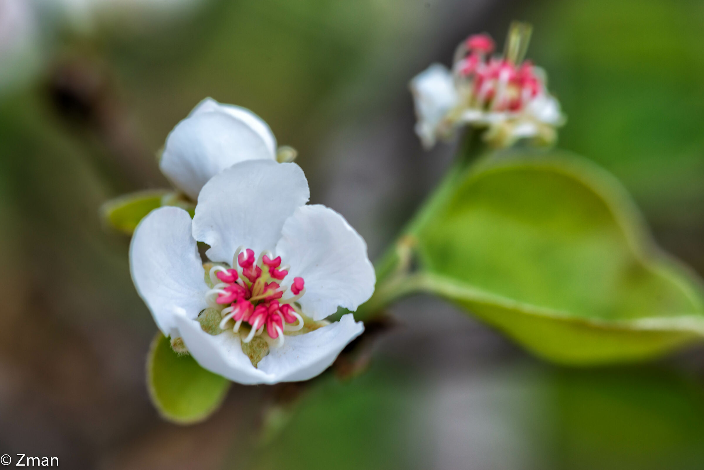 Pear Blossoms