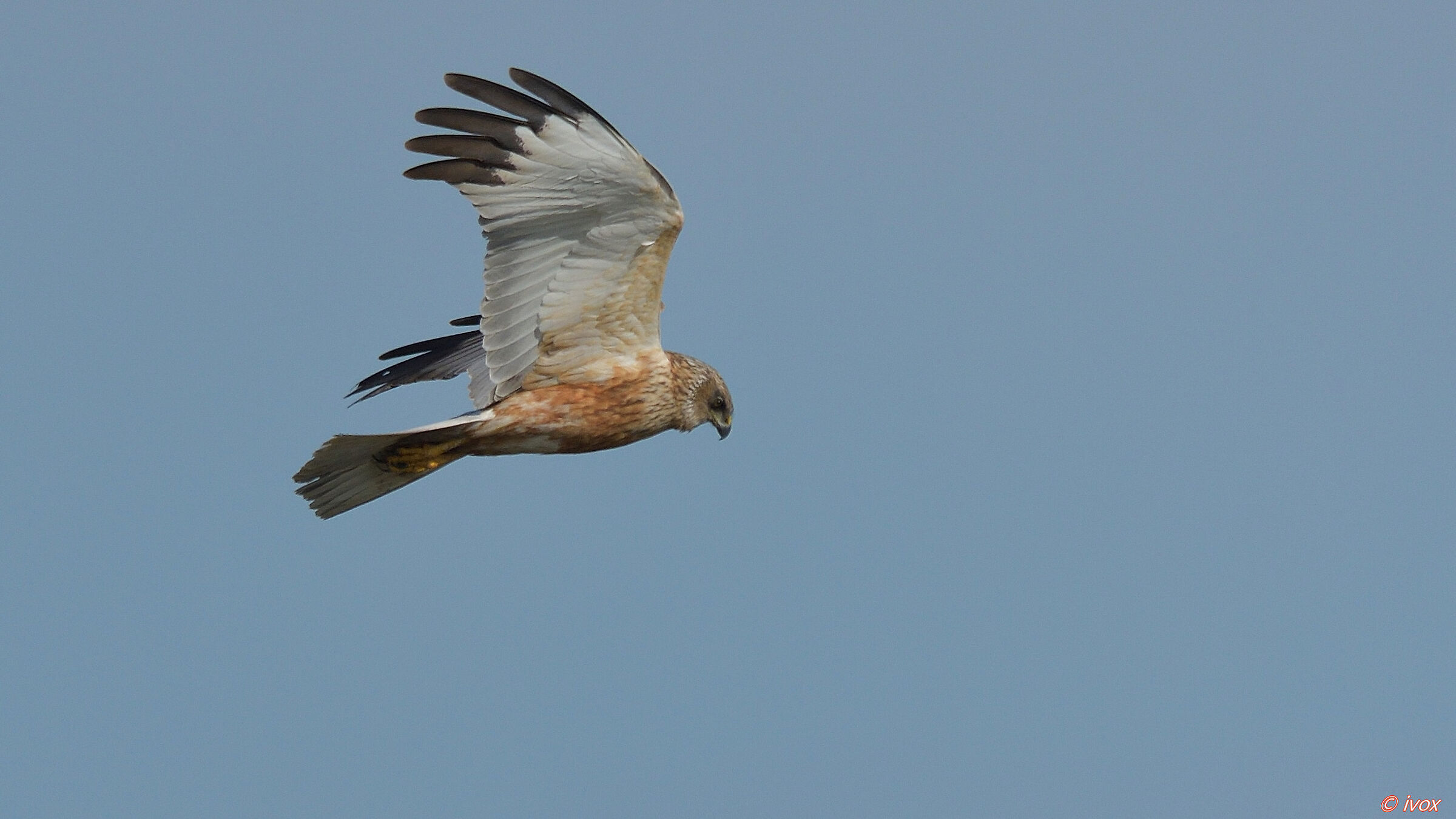 Osprey in hunting