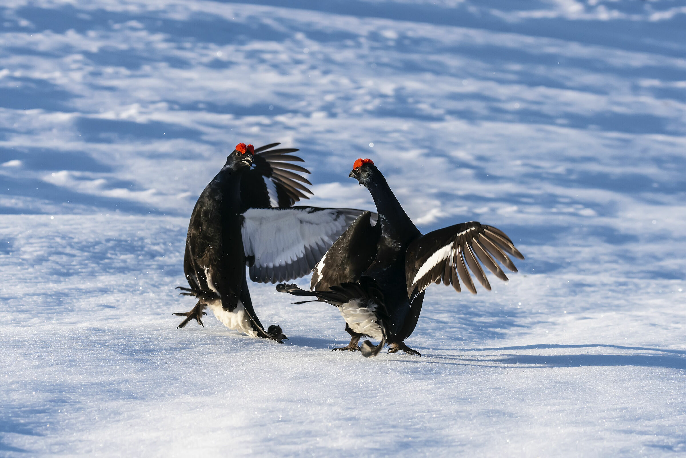 Ecco i combattenti 2 maggio 2019