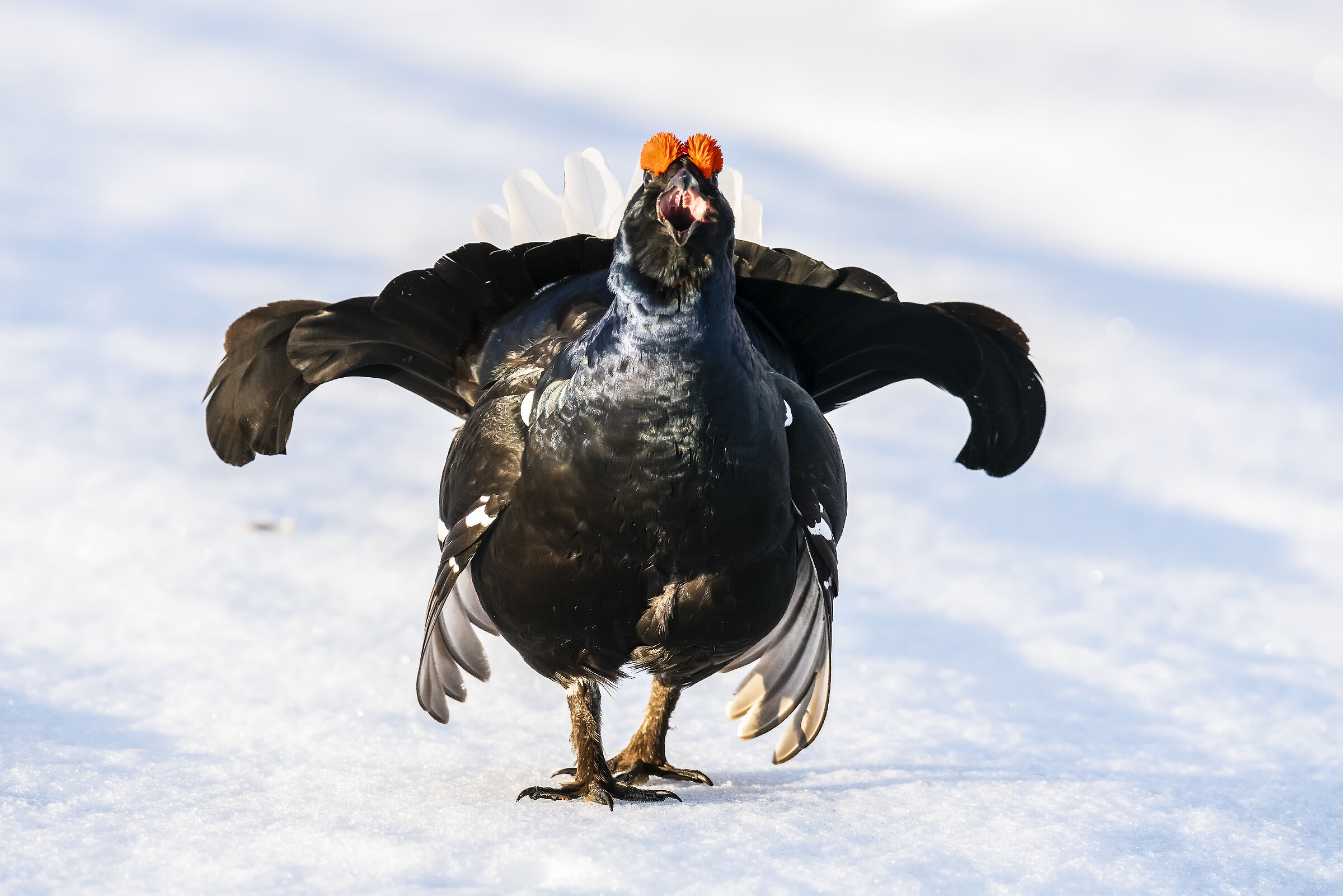 E io canto a squarciagola