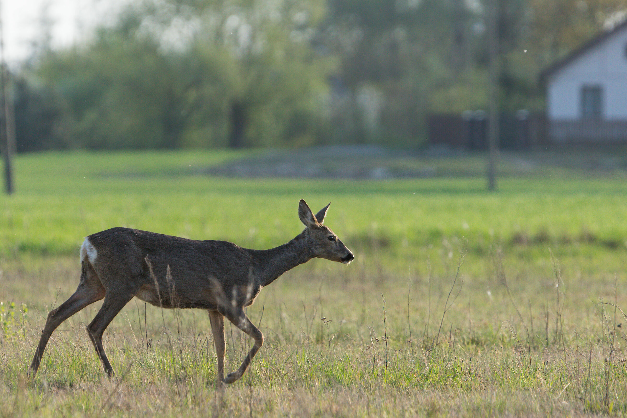 Capriolo (Capreolus capreolus)