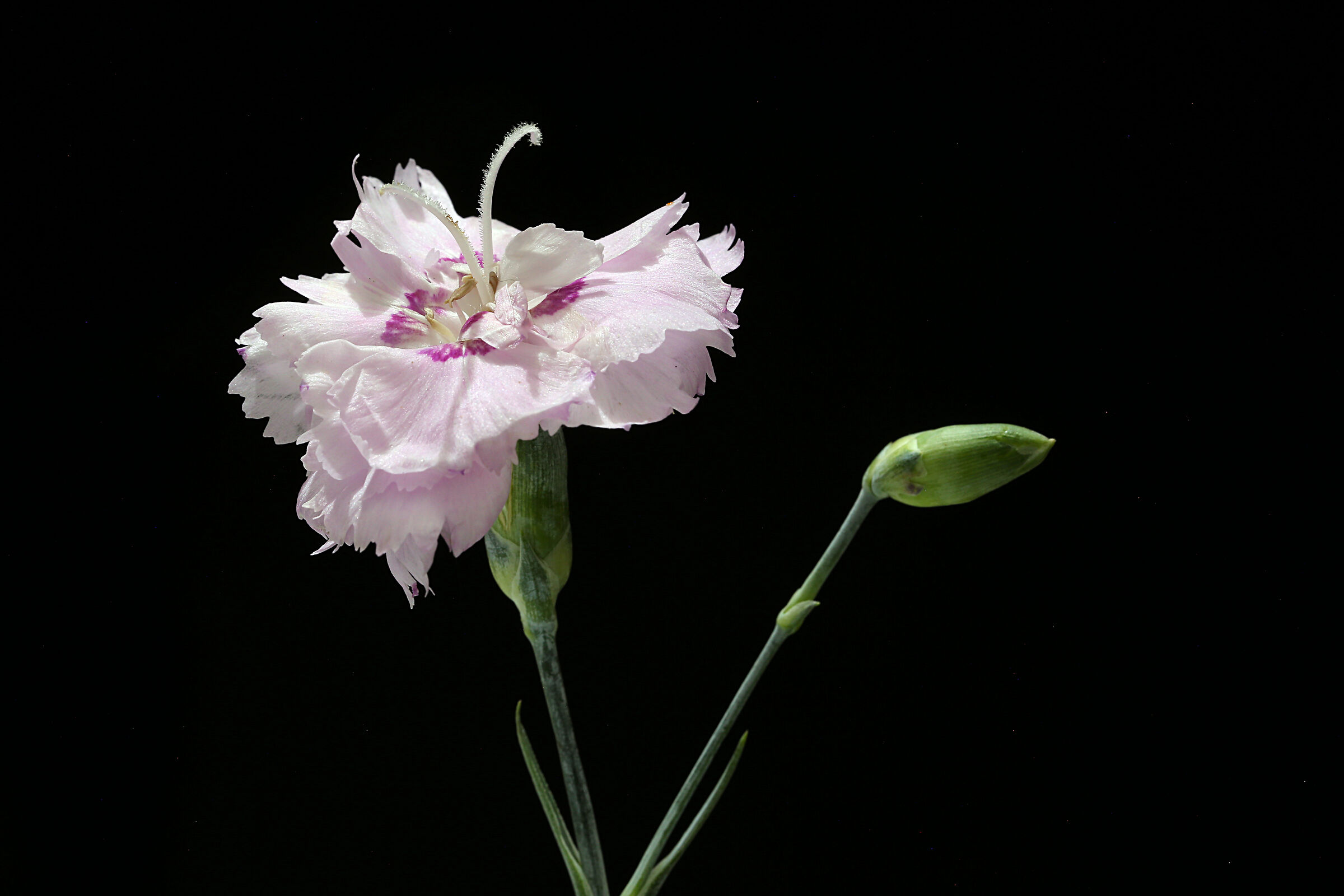 Garofano bianco e bocciolo