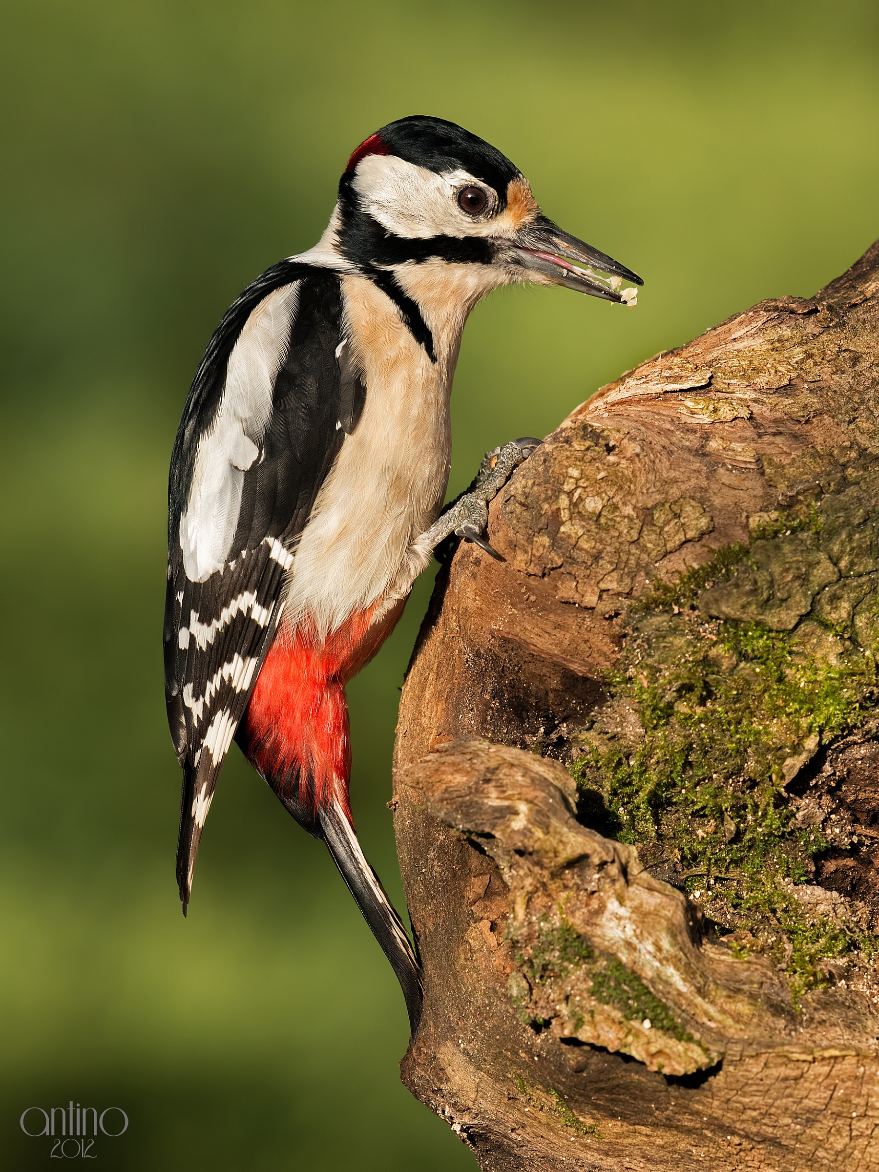 Picchio rosso maggiore