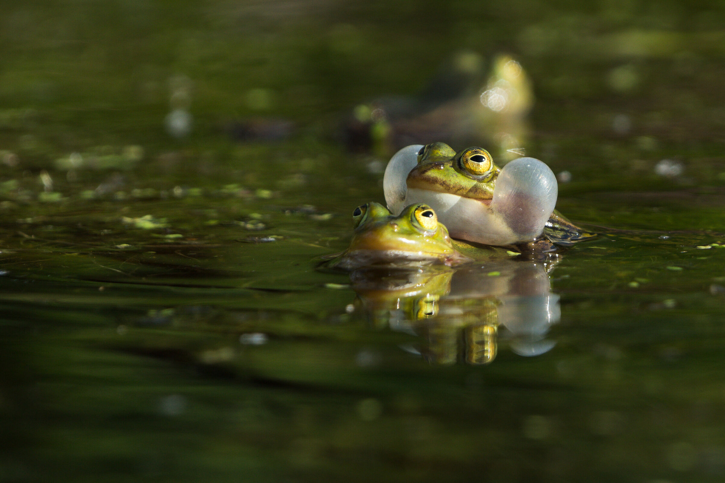 Rana della piscina (lezioni di Pelophylax)