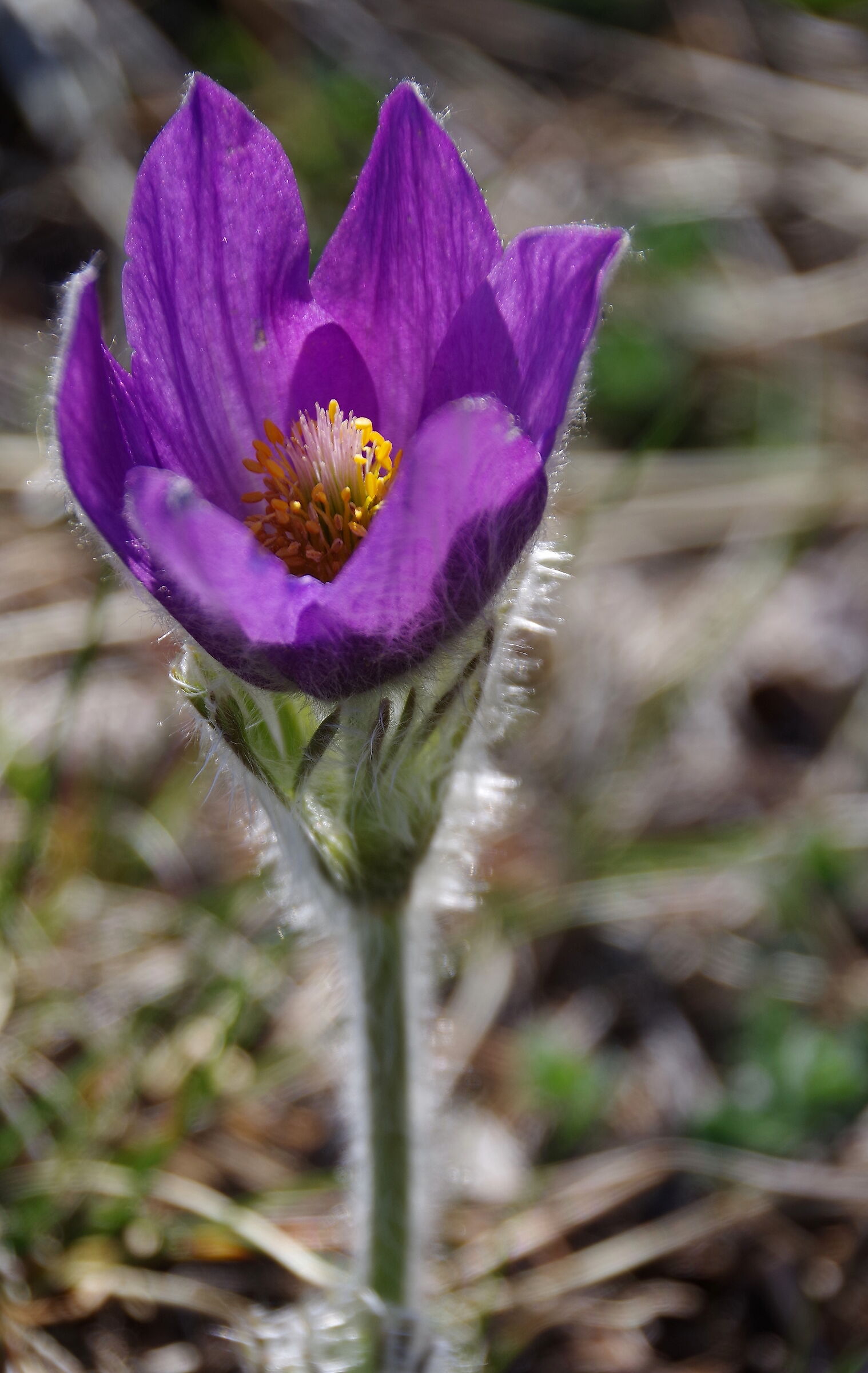 Anemone Pulsatilla