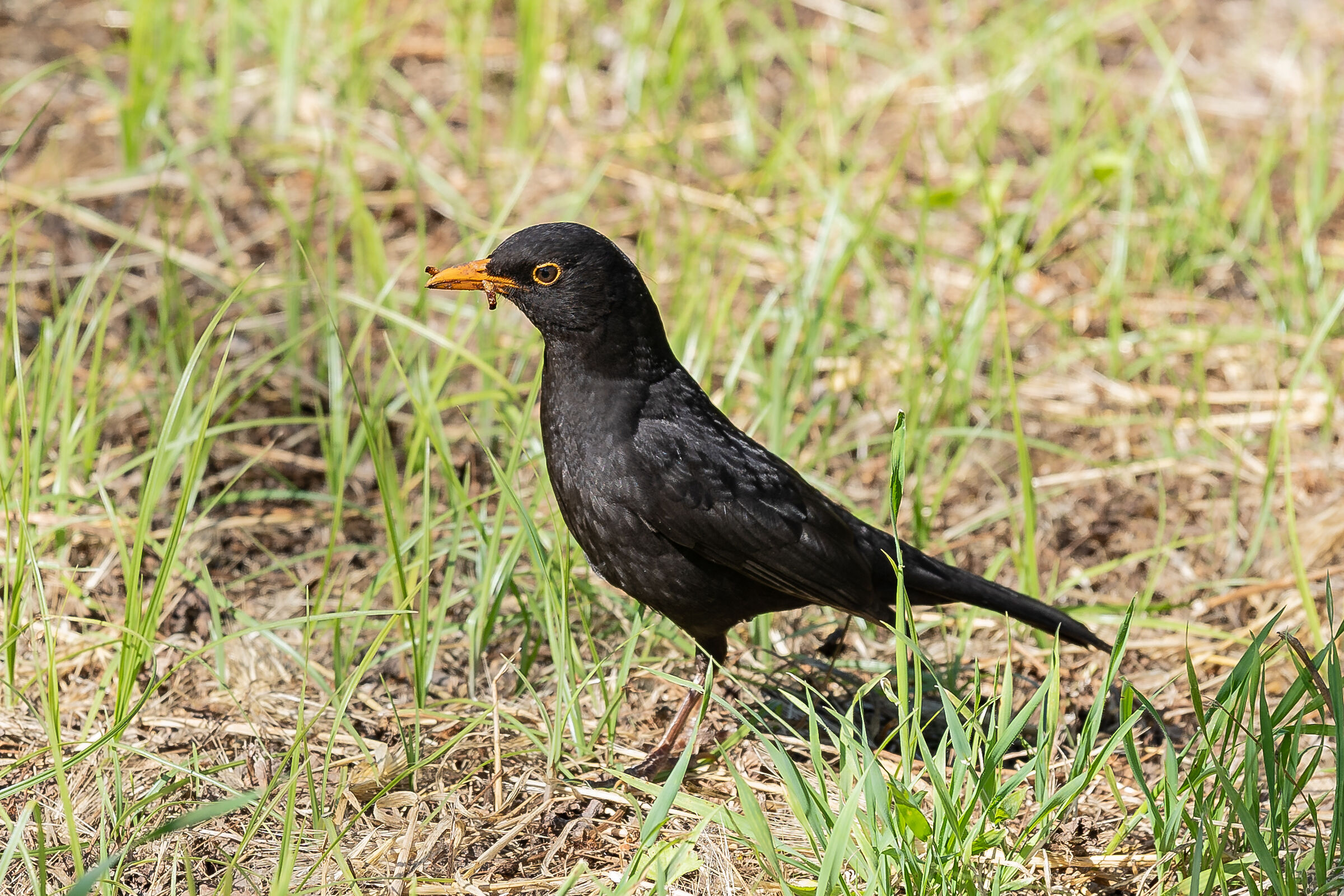 Il merletto con in bocca il vermetto