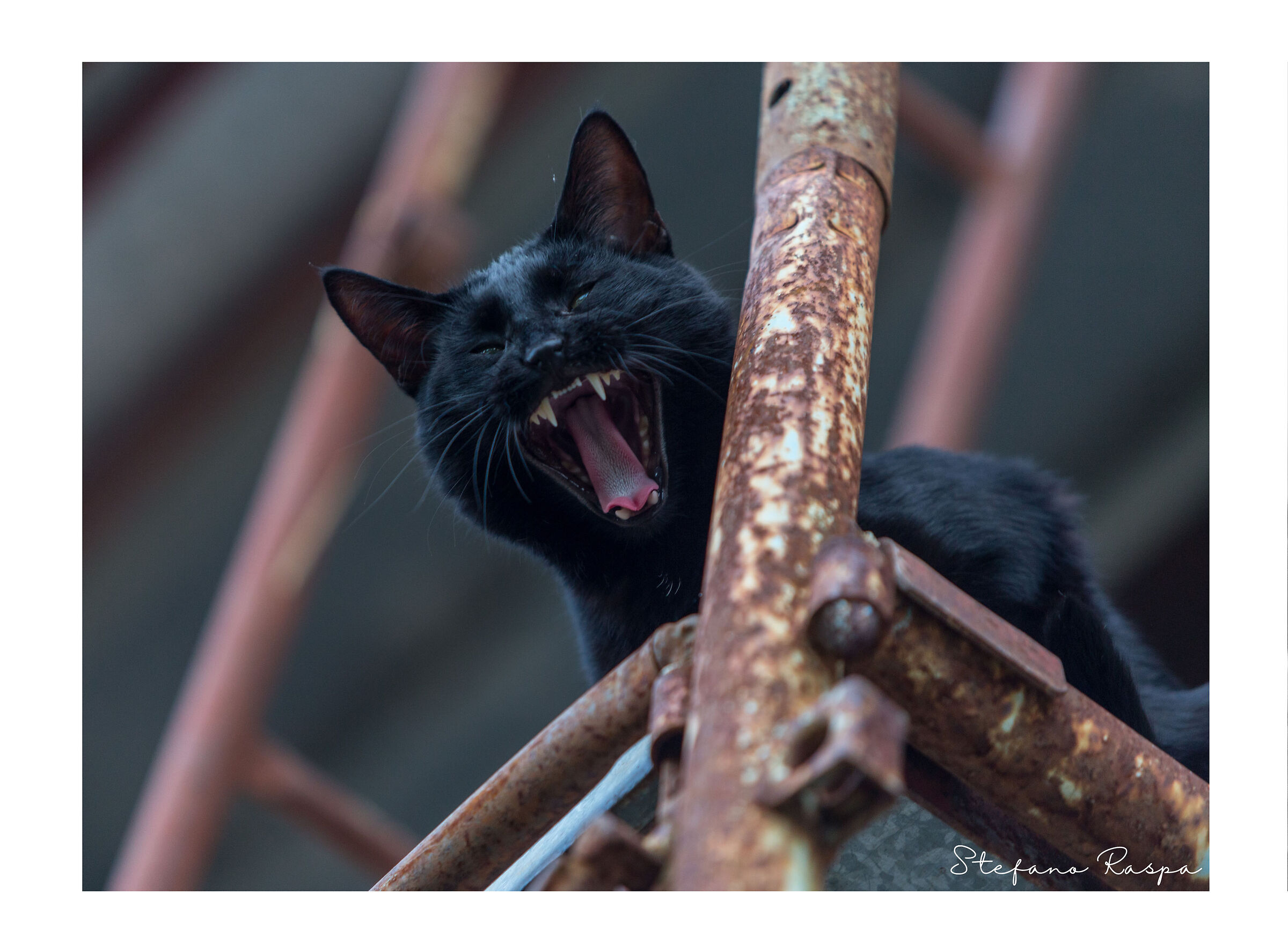 Begheera, the Panther from scaffolding